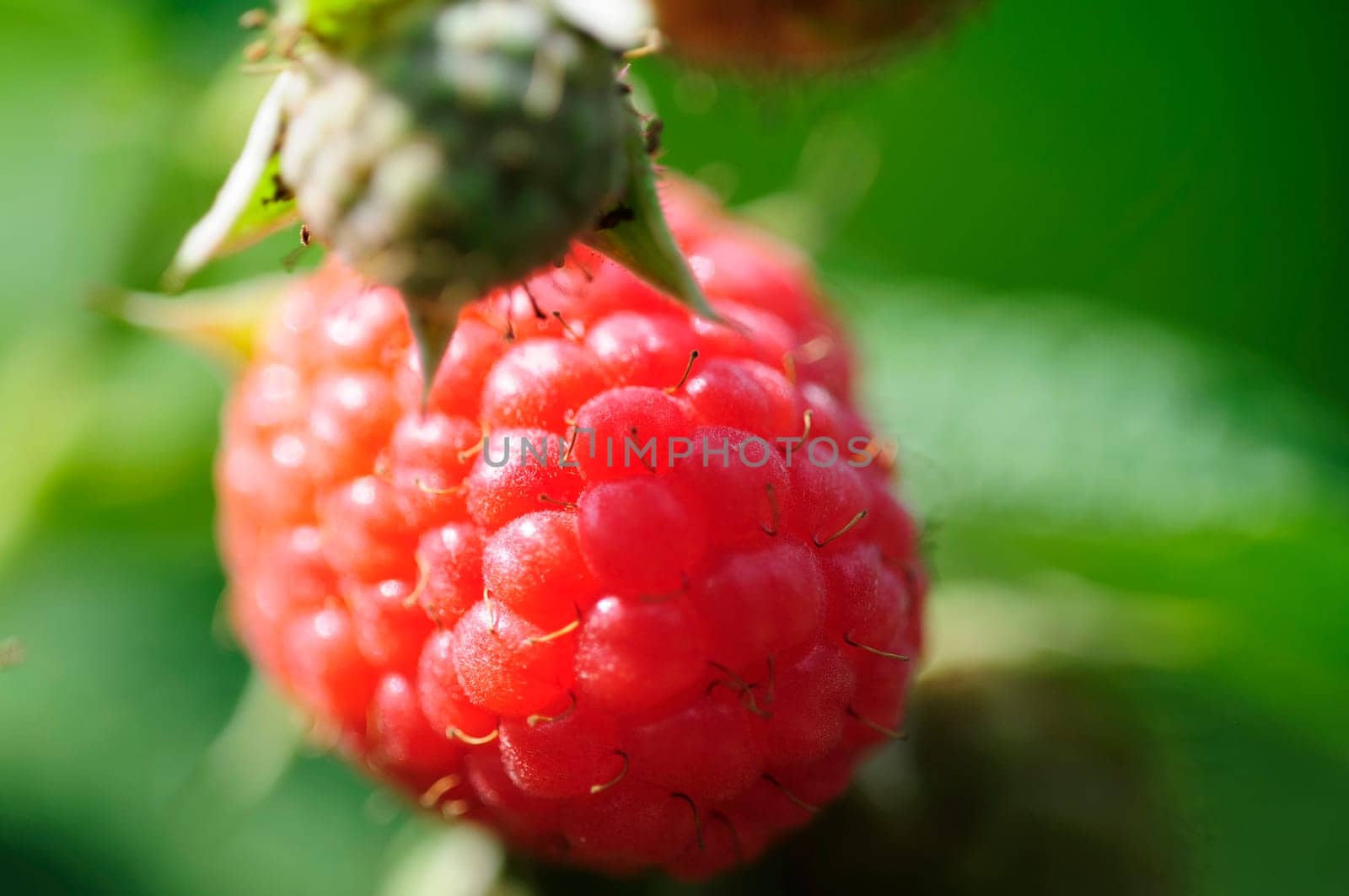 raspberry