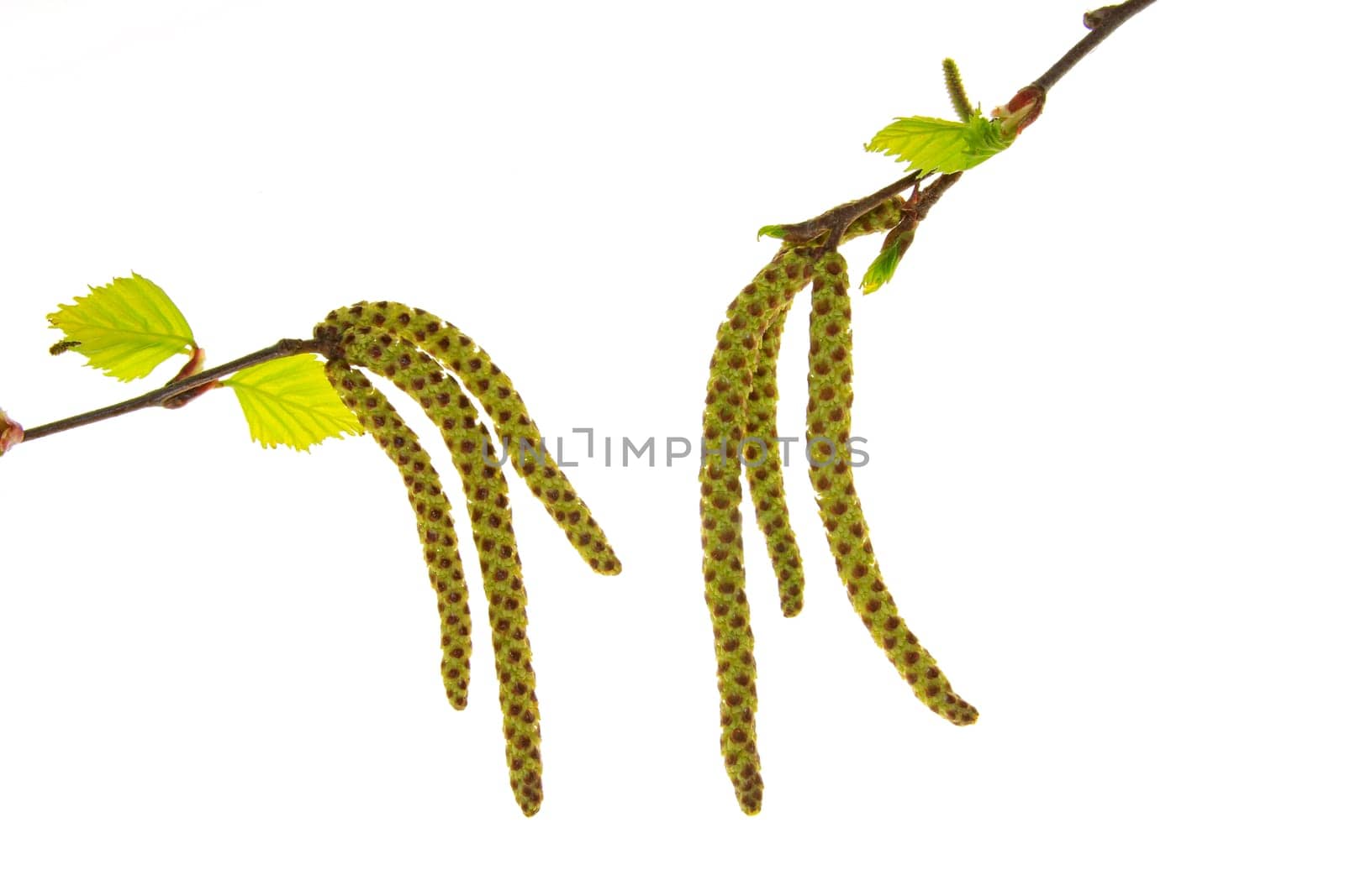 Blooming birch branches,isolated against white background