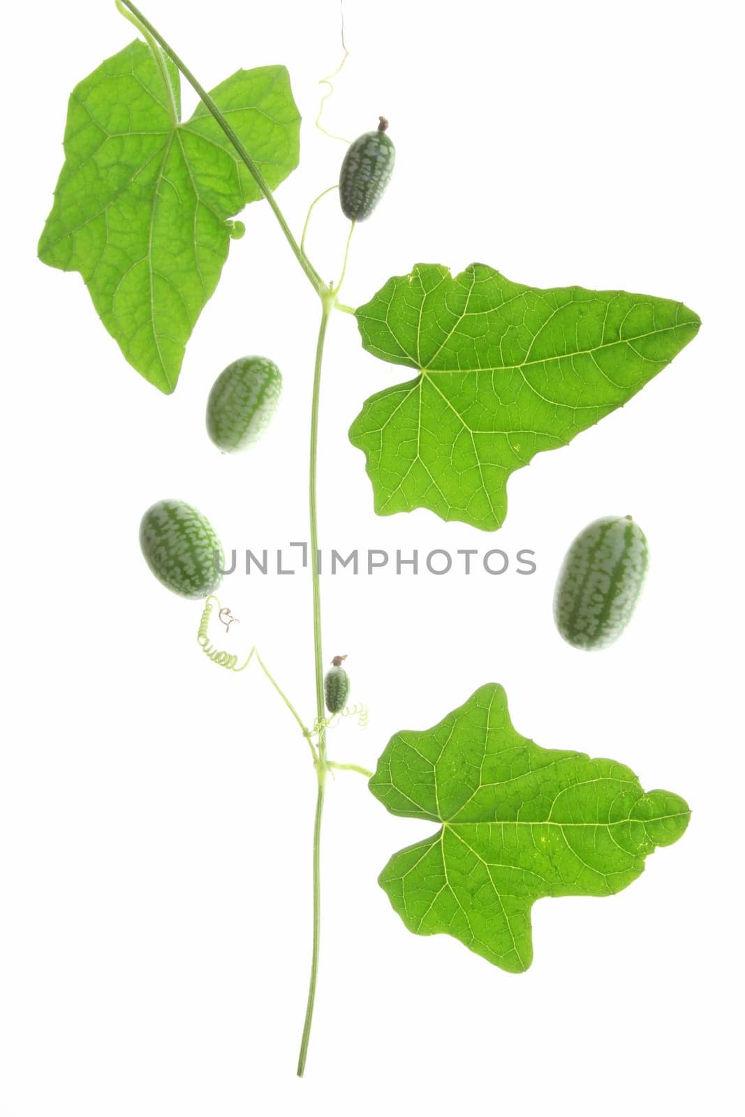 Mexican mini cucumber (Melothria scabra),tendril with leaves and fruits against white background