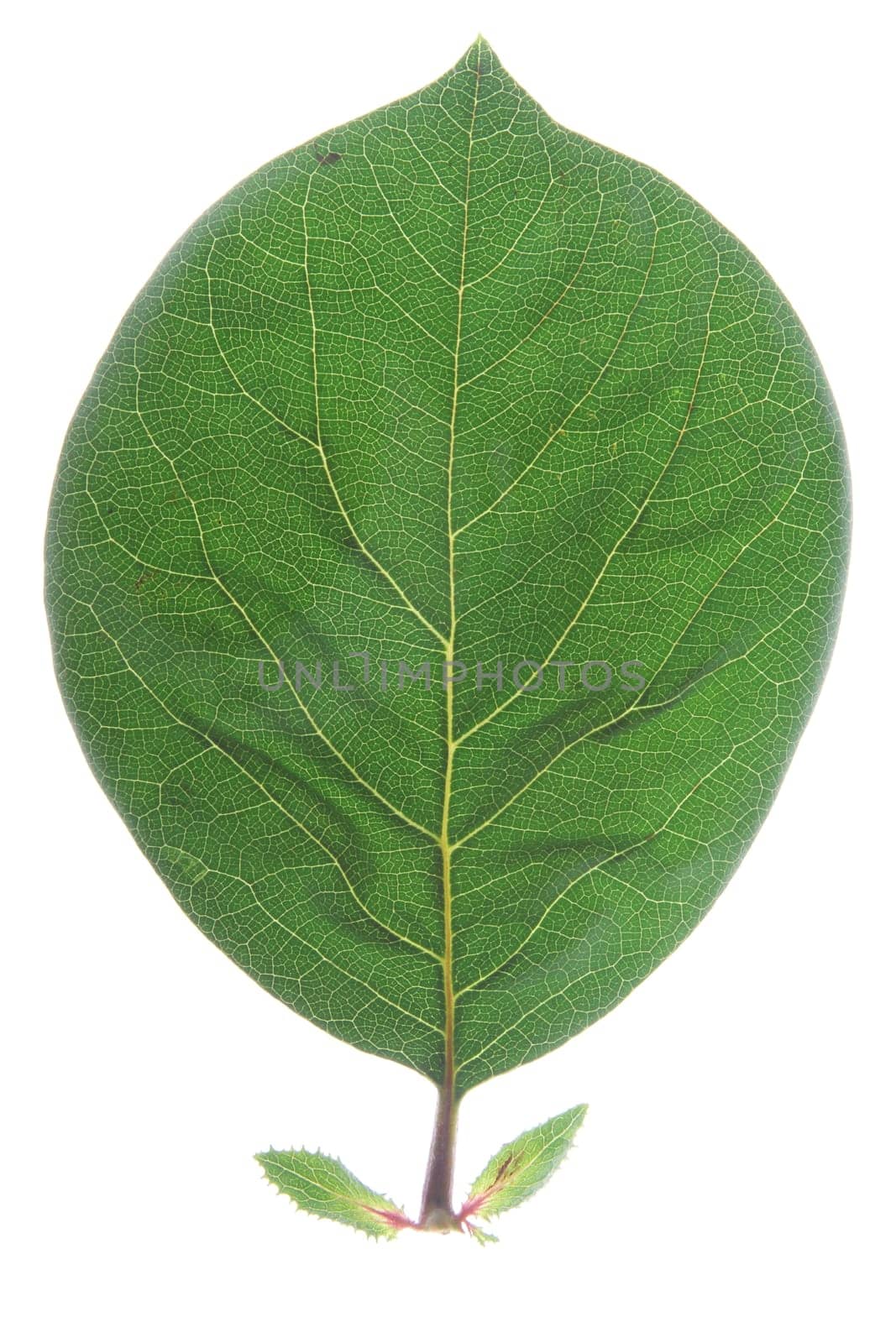 single leaf of quince (Cydonia oblonga),isolated against white background