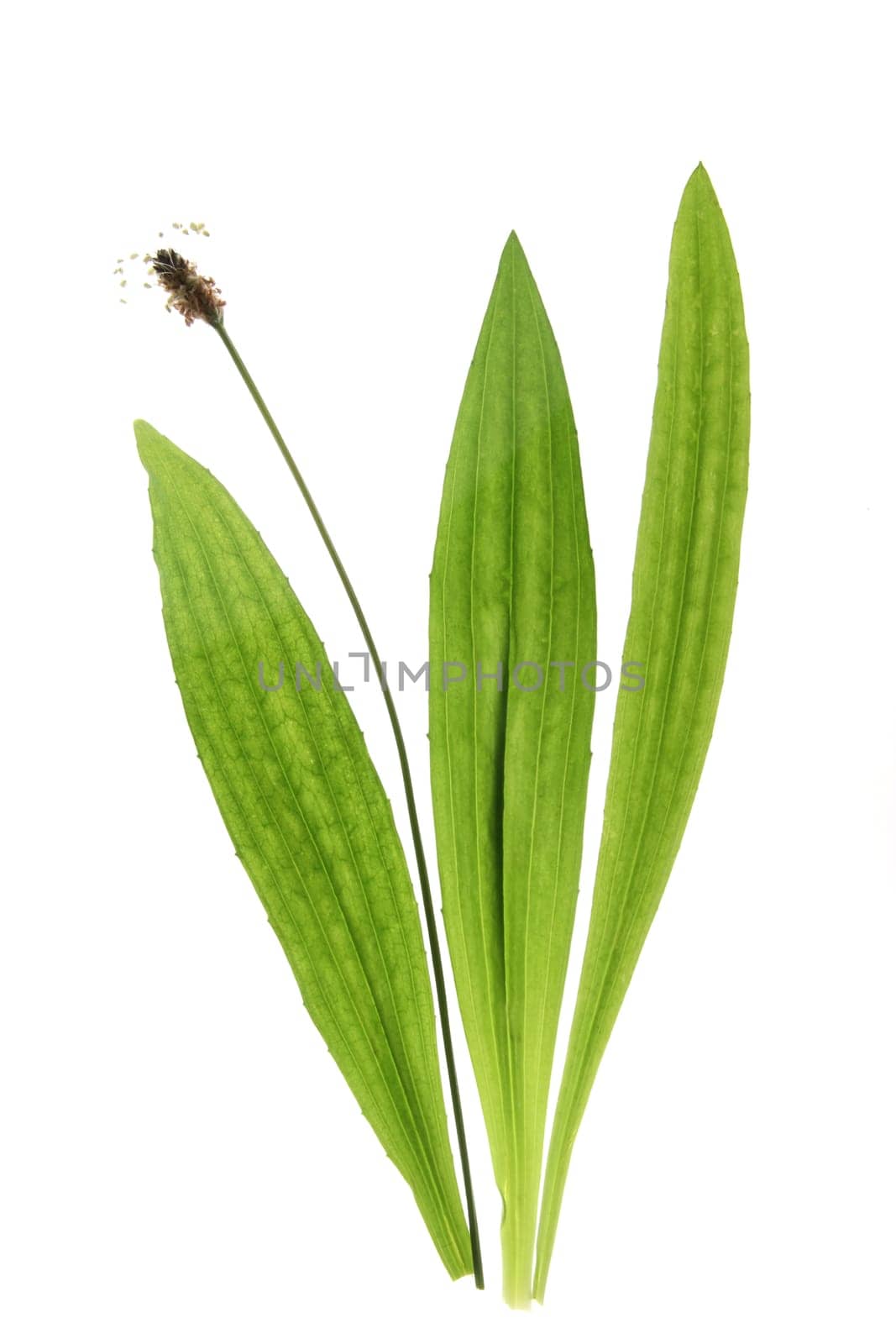 Plantain (Plantago lanceolata) flowers and leaves isolated against white background