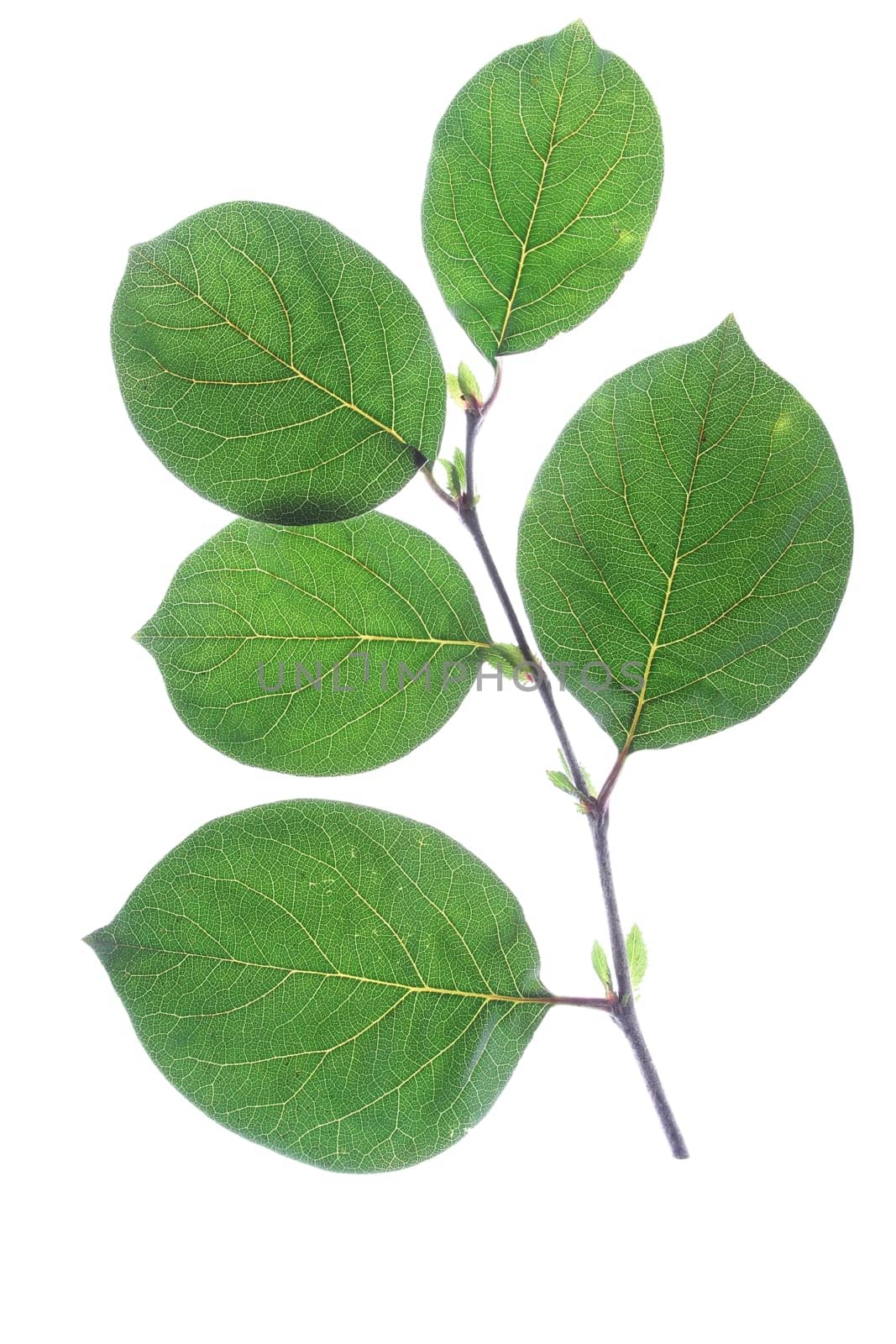 Small branch with leaves of quince (Cydonia oblonga),isolated against white background