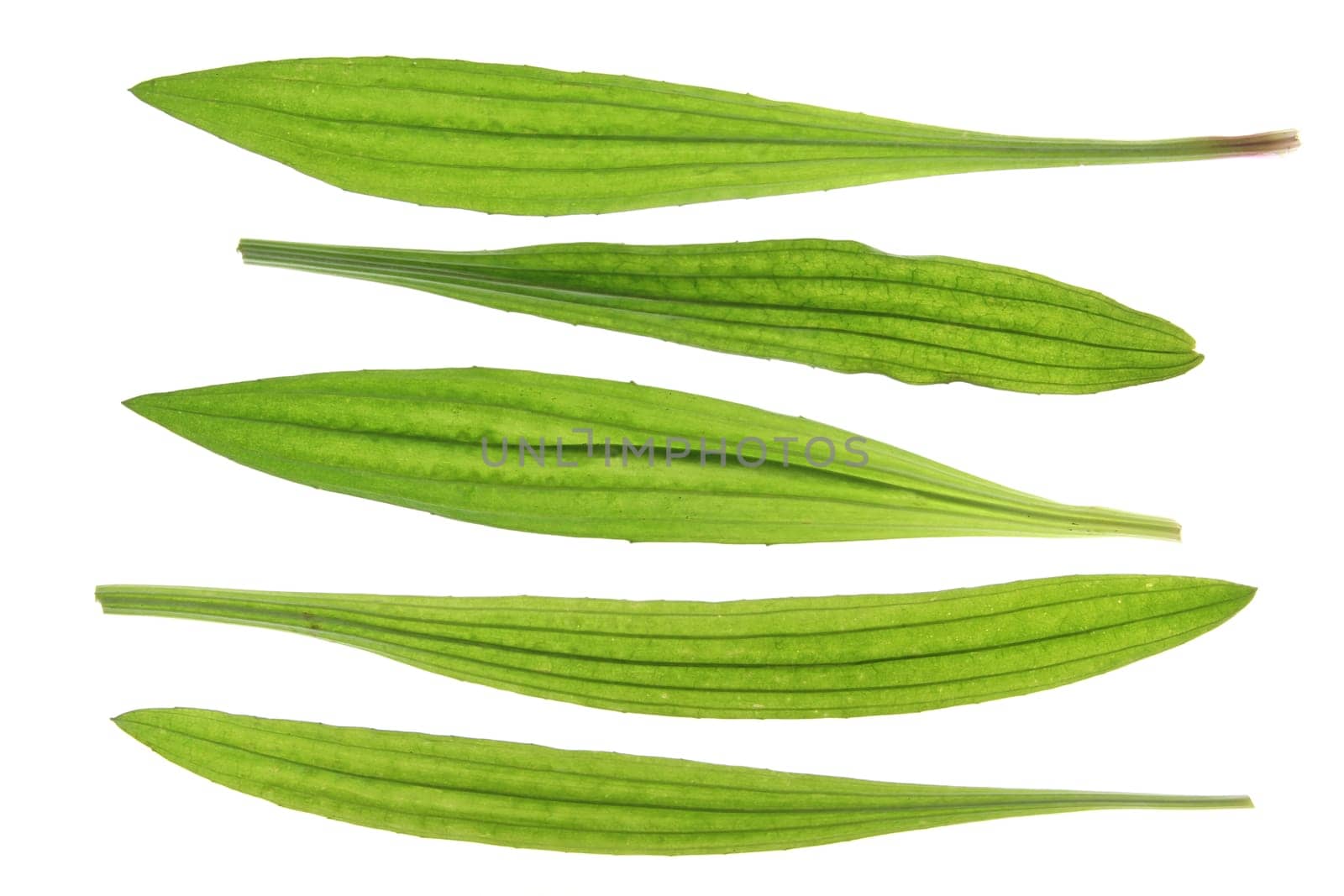 Plantain (Plantago lanceolata) leaves isolated against white background
