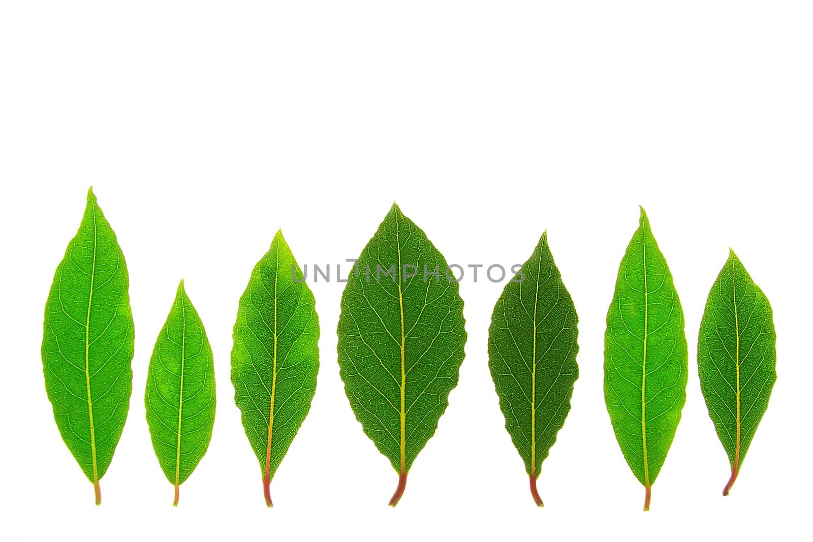 Bay leaves (Laurus nobilis) isolated against white background