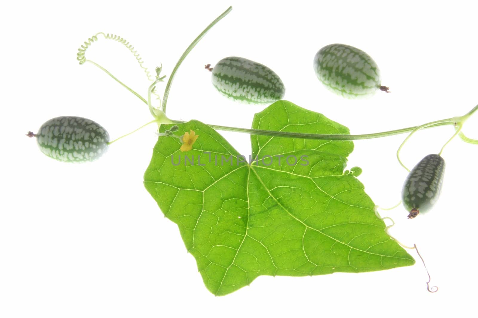 Mexican mini cucumber (Melothria scabra),tendril with leaves and fruits against white background