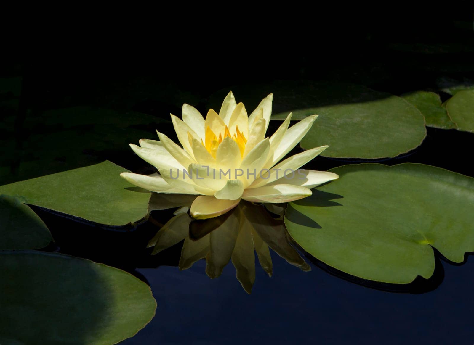 yellow waterlily with green leaves and reflection in the water