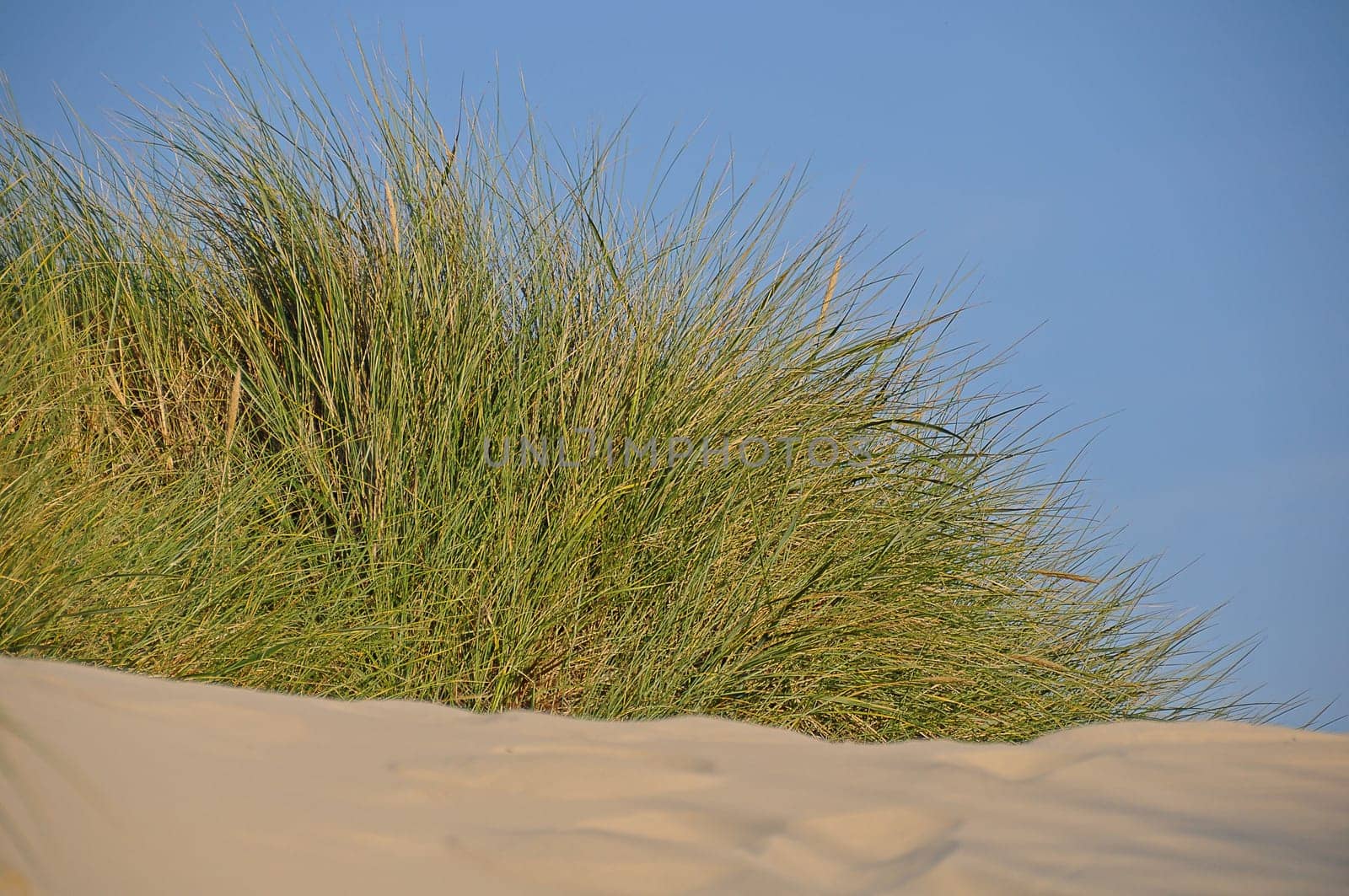 Dune