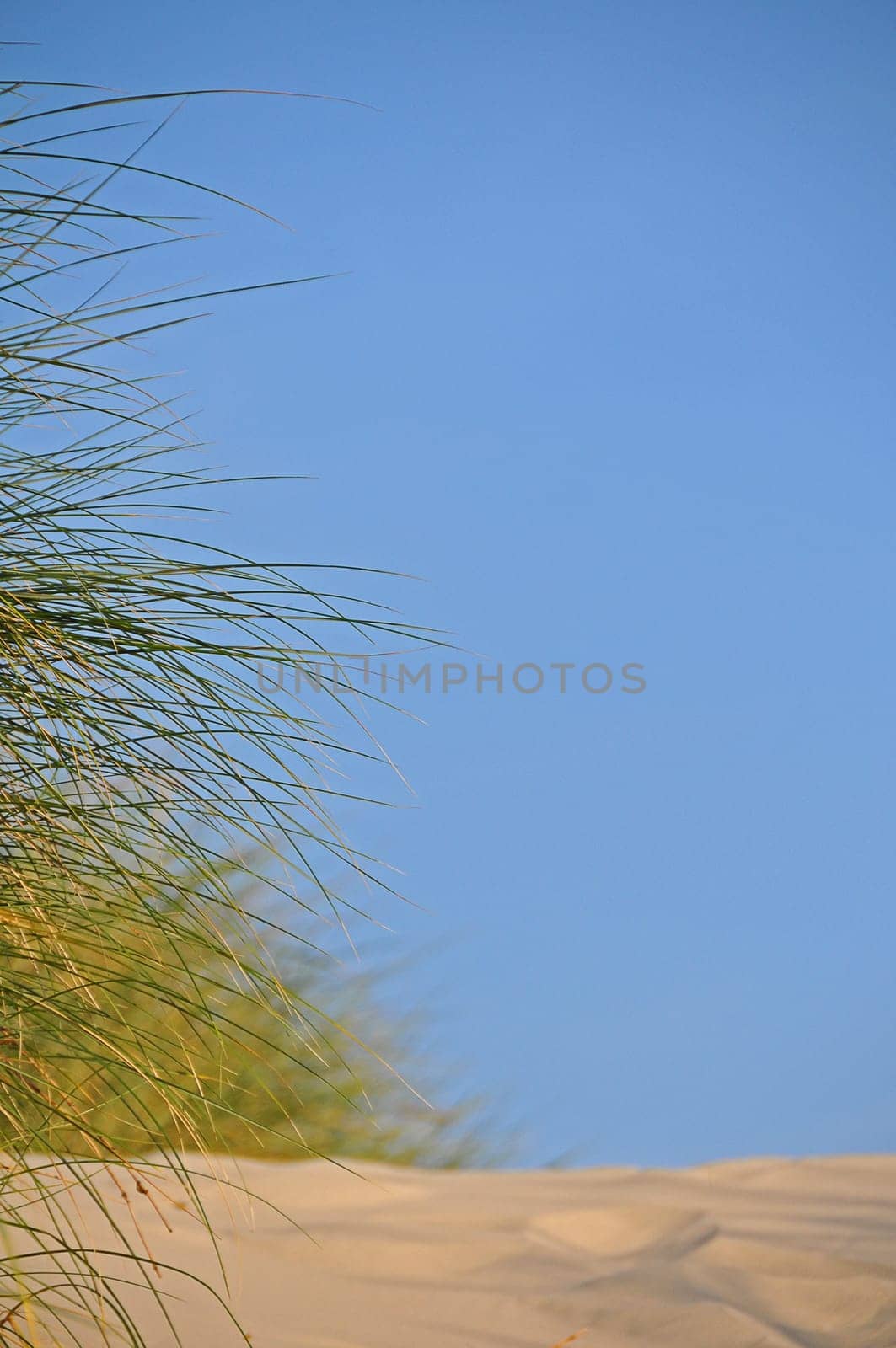 Dune