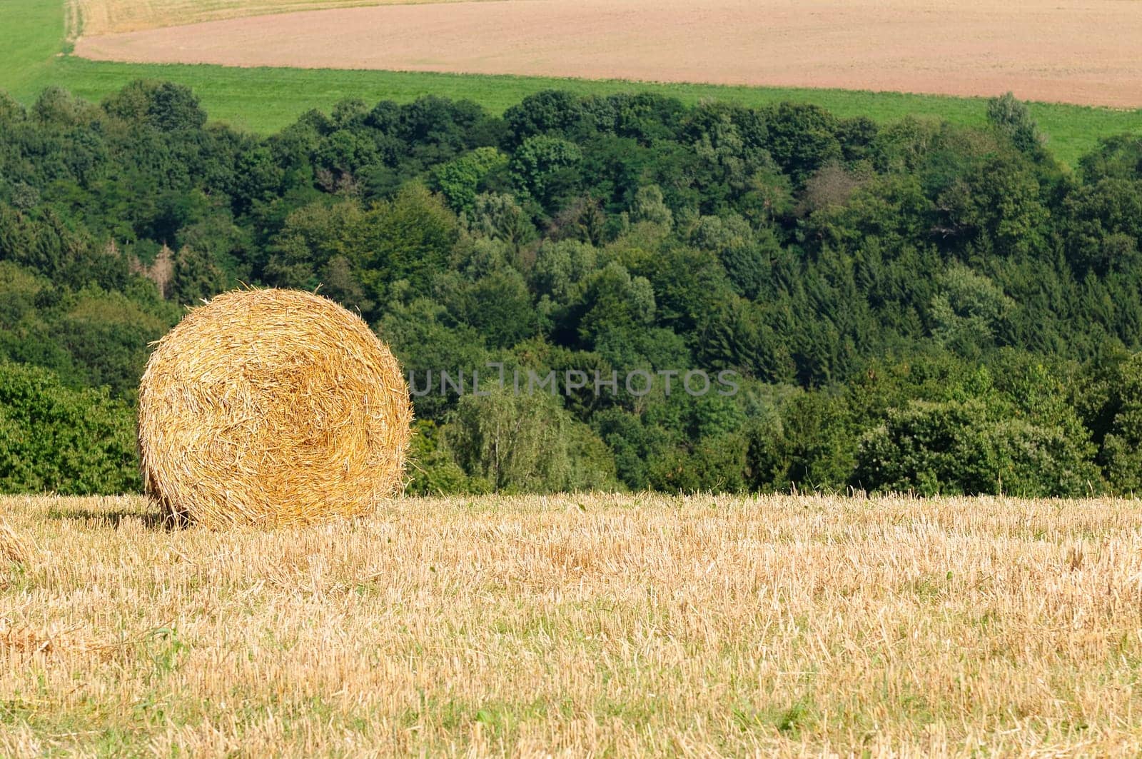 harvest time