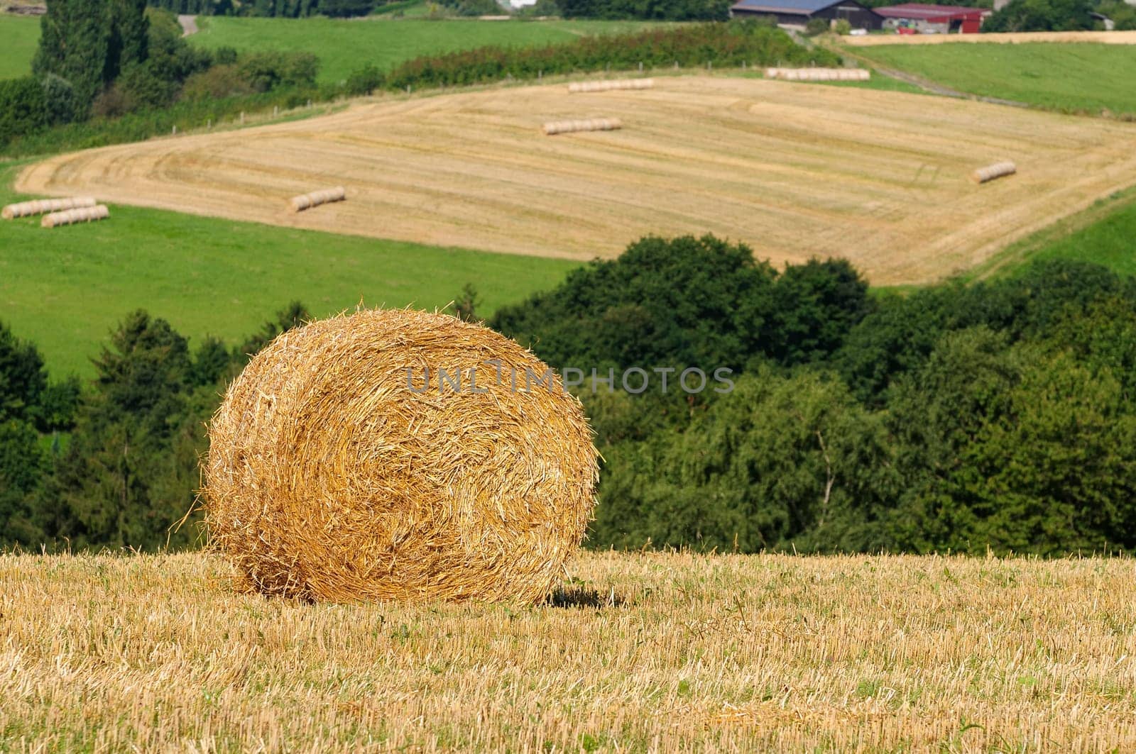 harvest time