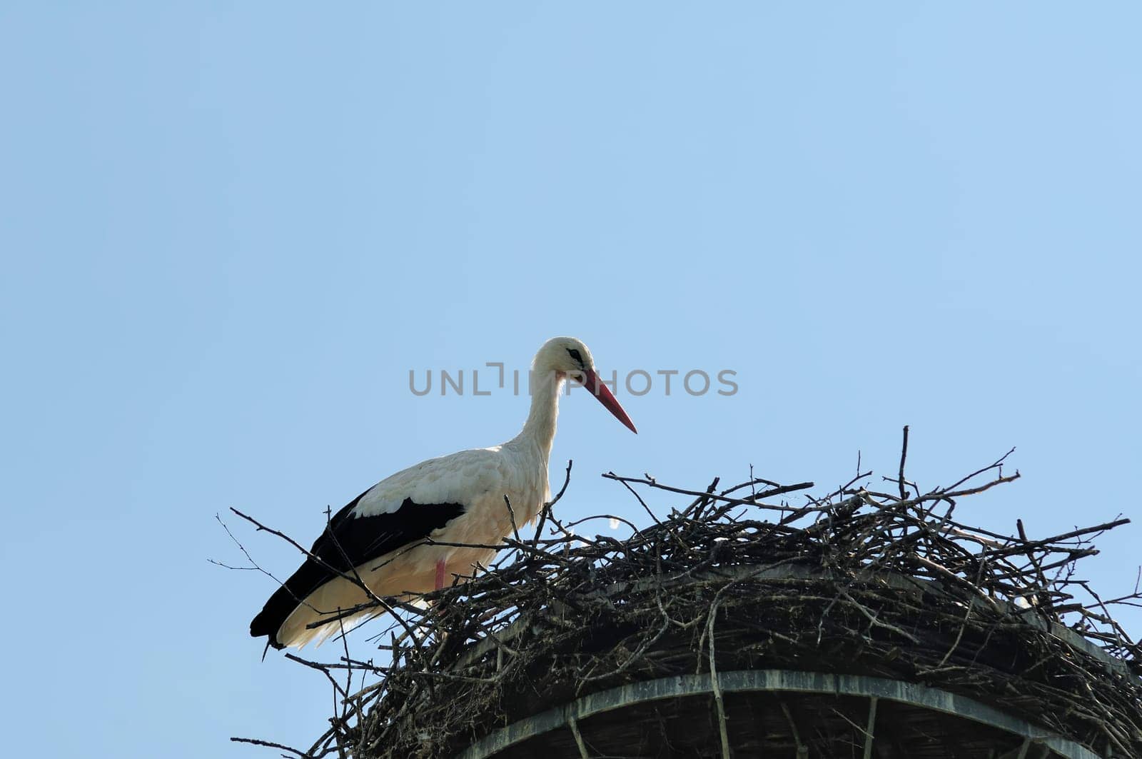 white stork