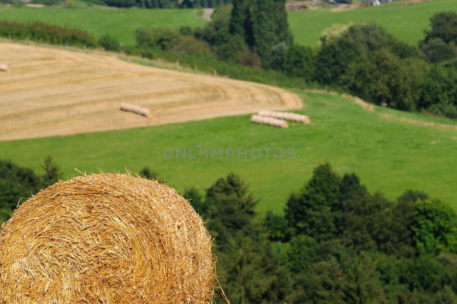 harvest time