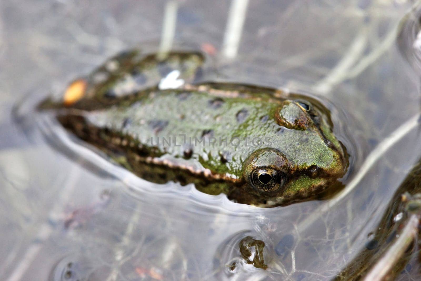 Young pond frog in metamorphosis