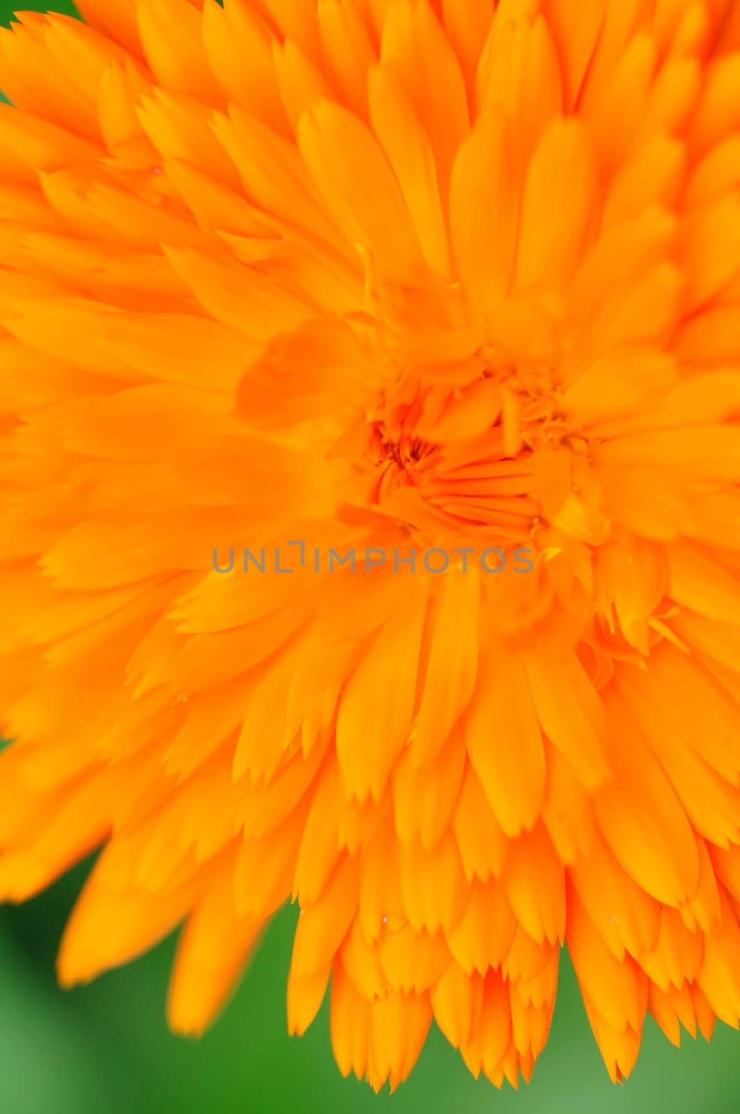 marigold
