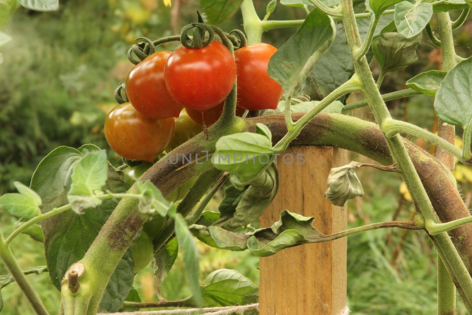 Brown rot caused by the fungus Phytophthora infestans on tomatoes in the open field