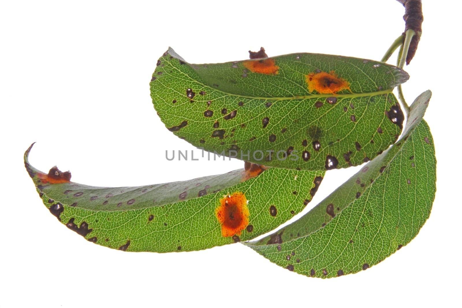Pear tree leaves infested by pear rust (Gymnosporangium fuscum)