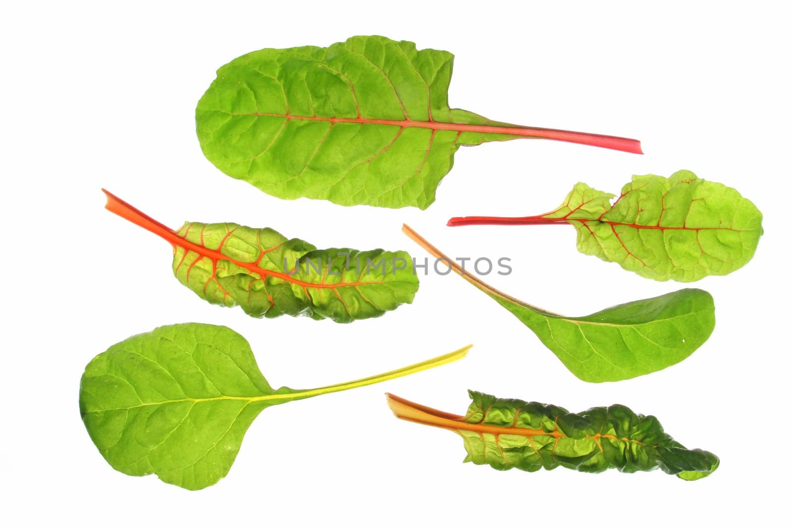 different coloured chard leaves (Beta vulgaris subsp. vulgaris),isolated against a white background