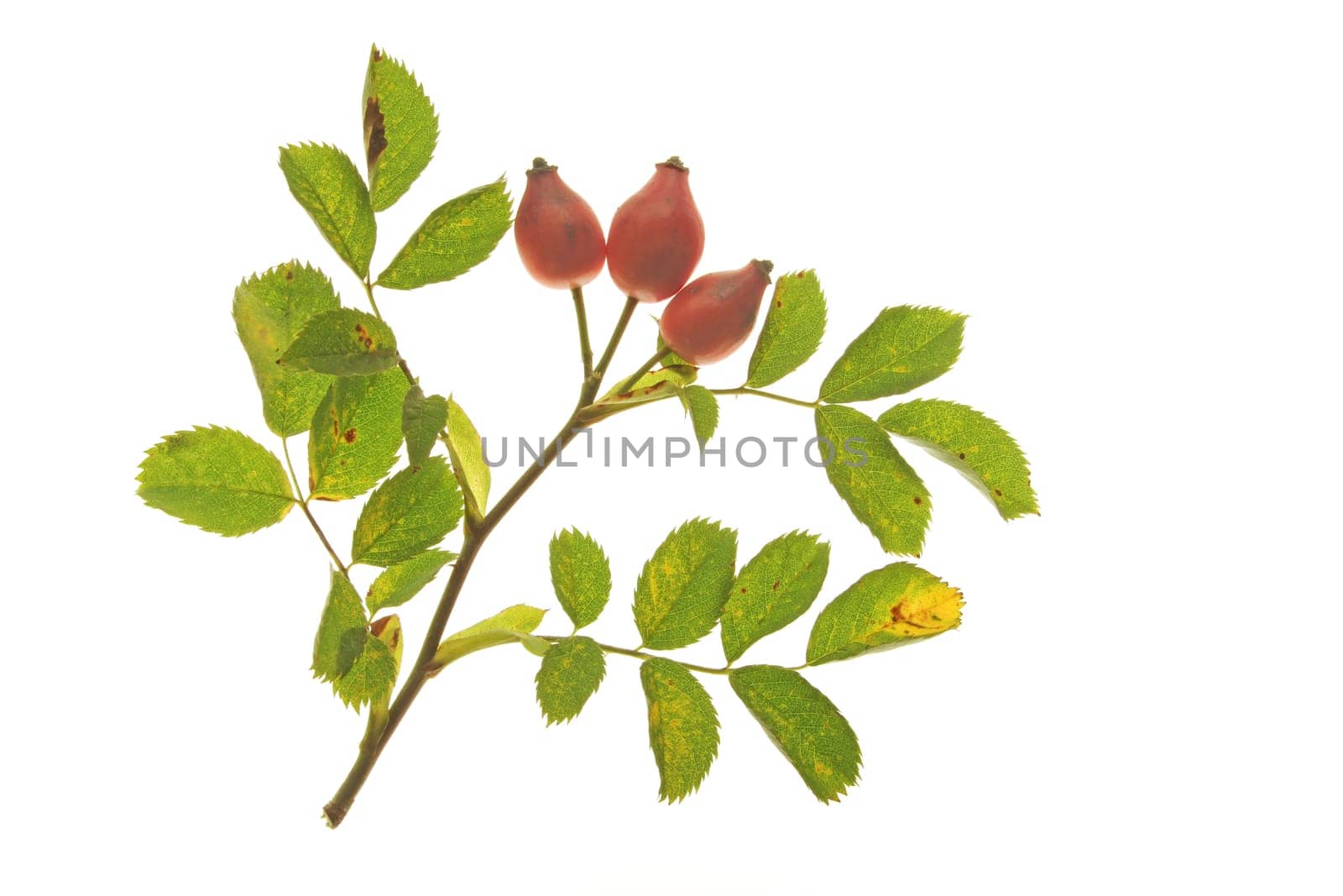 Dog Rose or Dog Rose (Rosa canina),Leaves and Fruits (Rose Hips) Isolated Against White Background