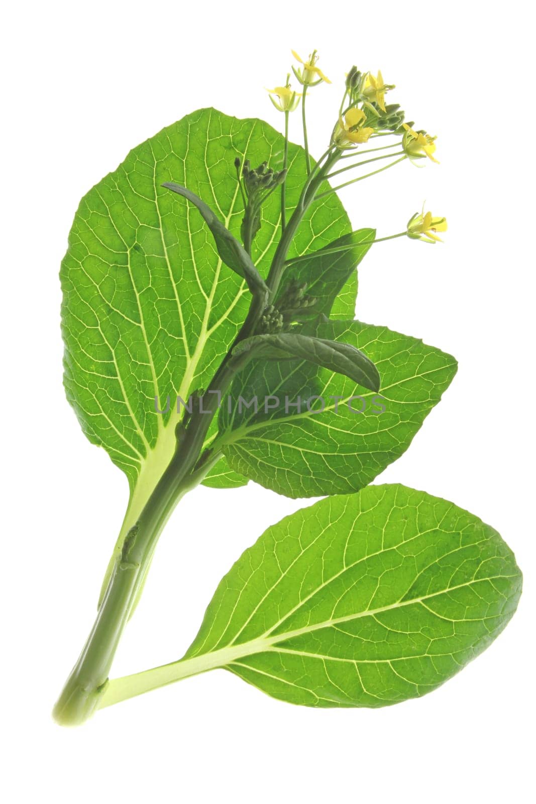 Pok Choi (Brassica rapa chinensis)