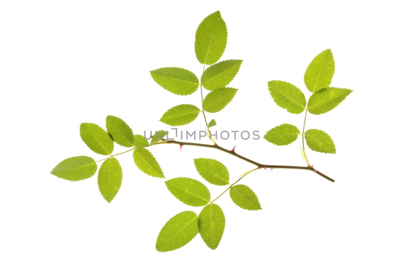 Dog Rose or Dog Rose (Rosa canina),leaves isolated against white background