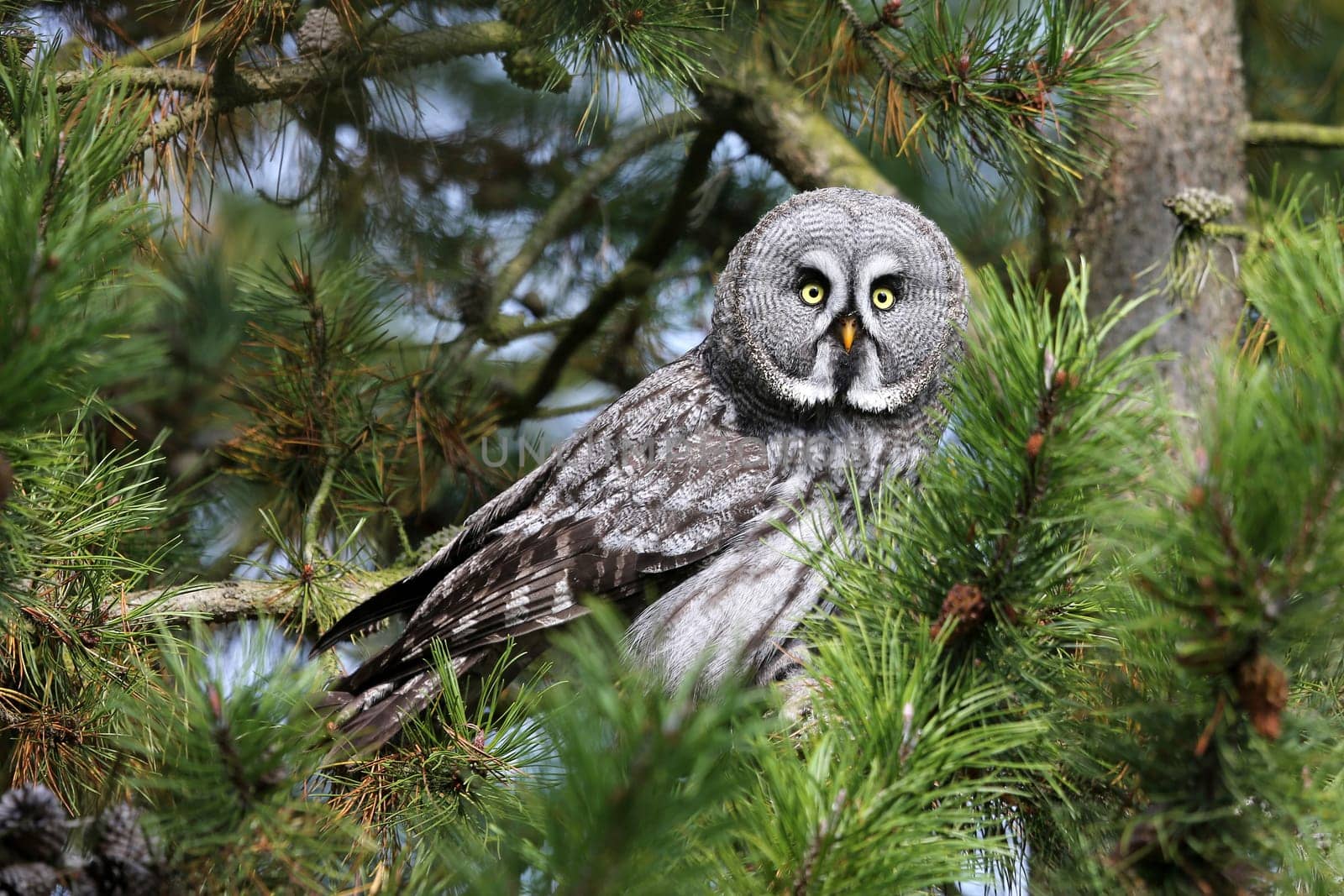 hidden
