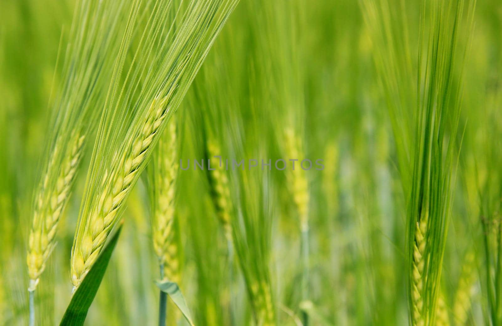 Background - Green Grain Field
