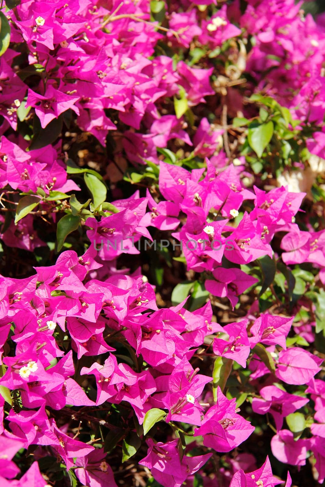 Pink Blossom Dream Background