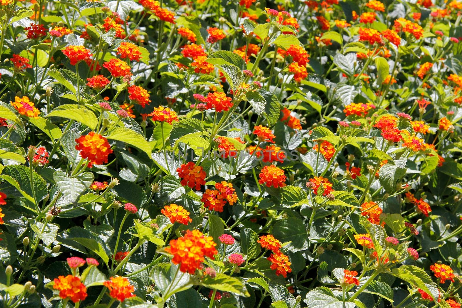 Floral Background 17