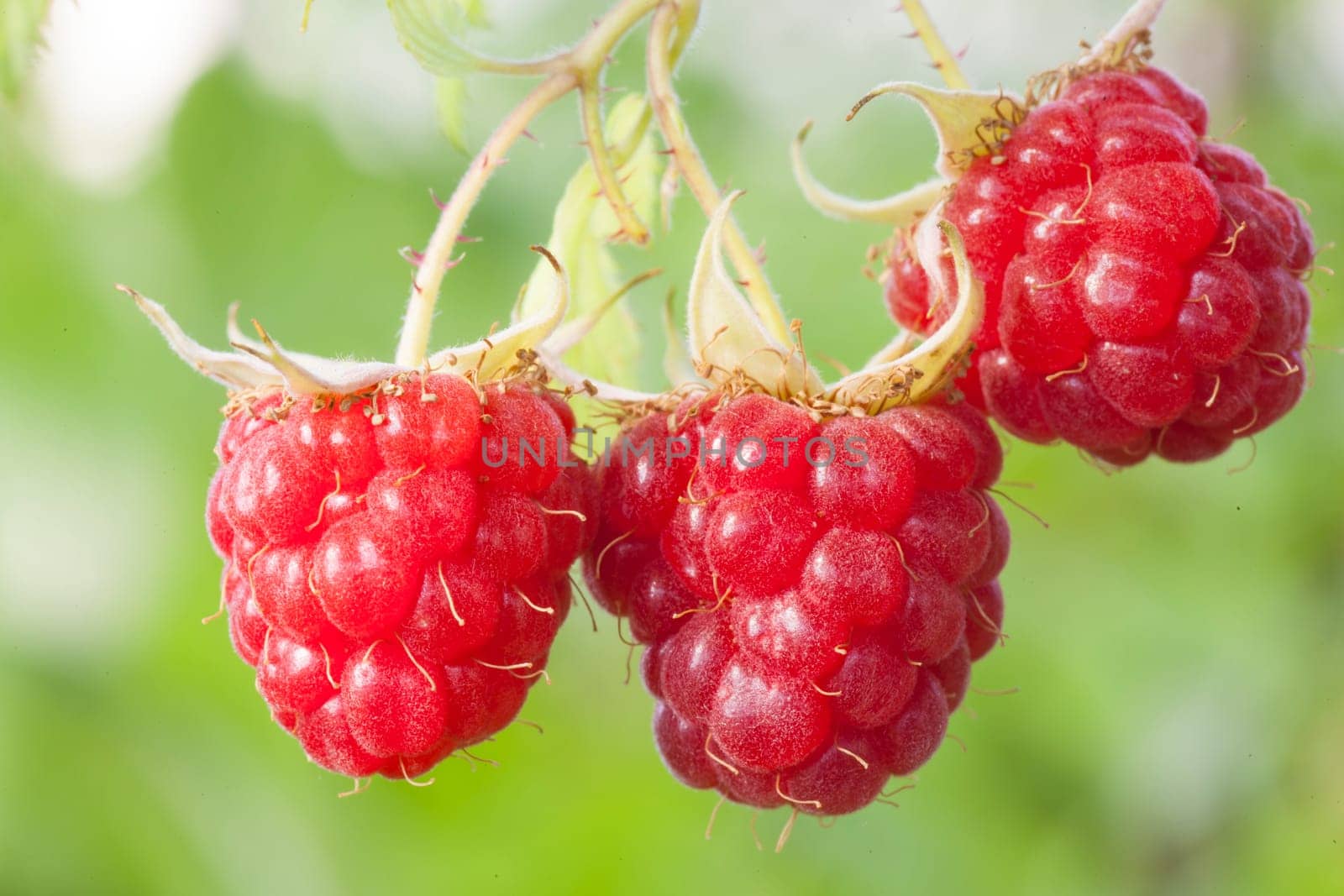 Fruit Raspberry on branch, green blured background