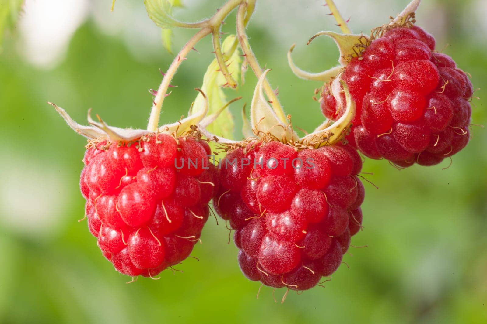 Fruit Raspberry on branch, green blured background