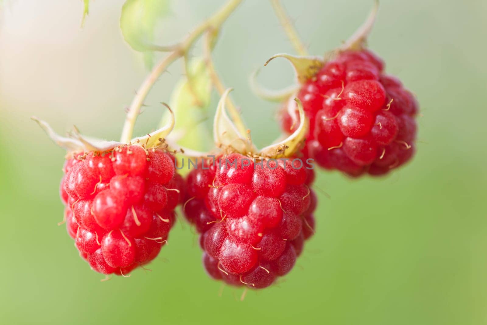Fruit Raspberry on branch, green blured background