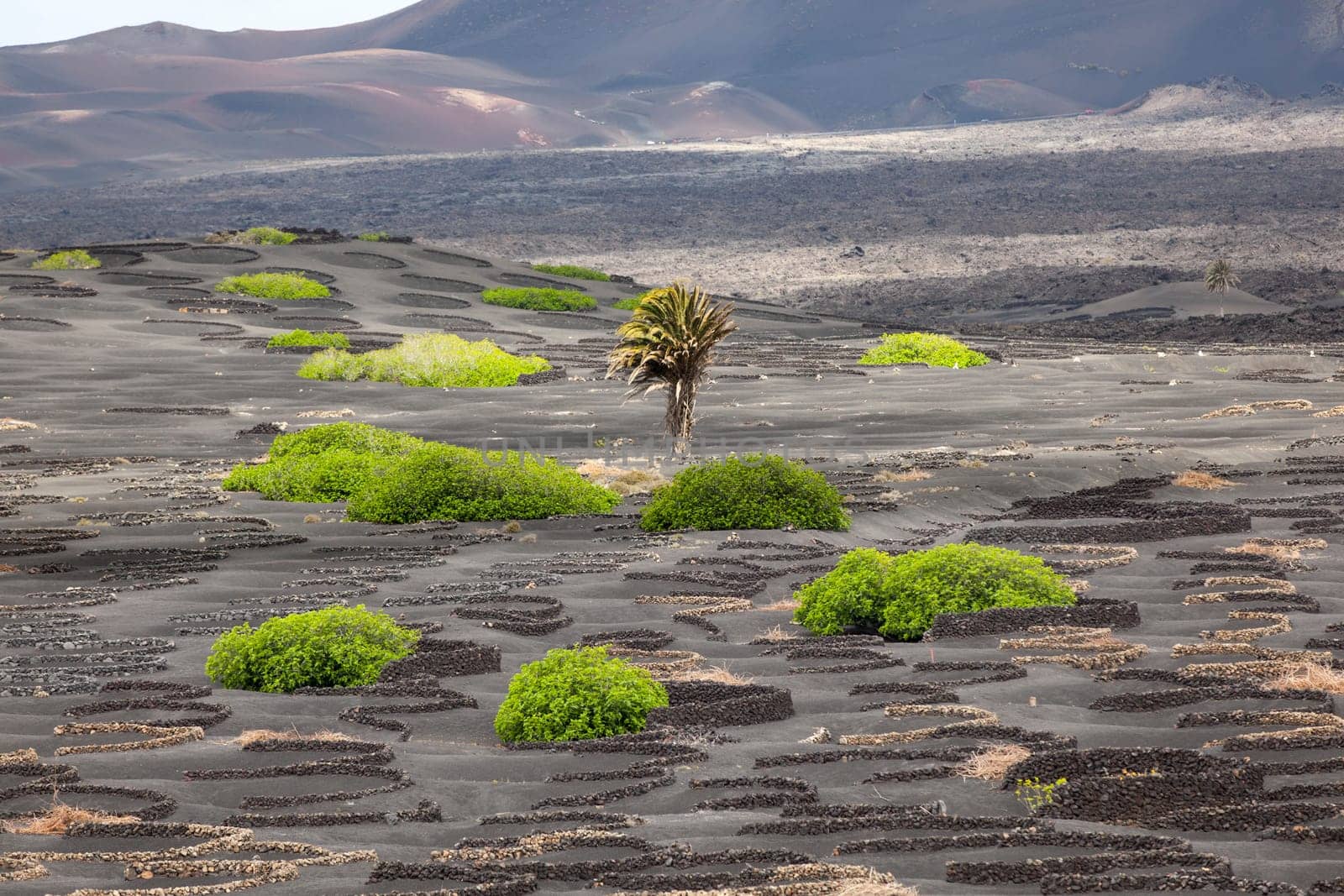 palm tree in volcanic wineyard area La Geria in Lanzarote