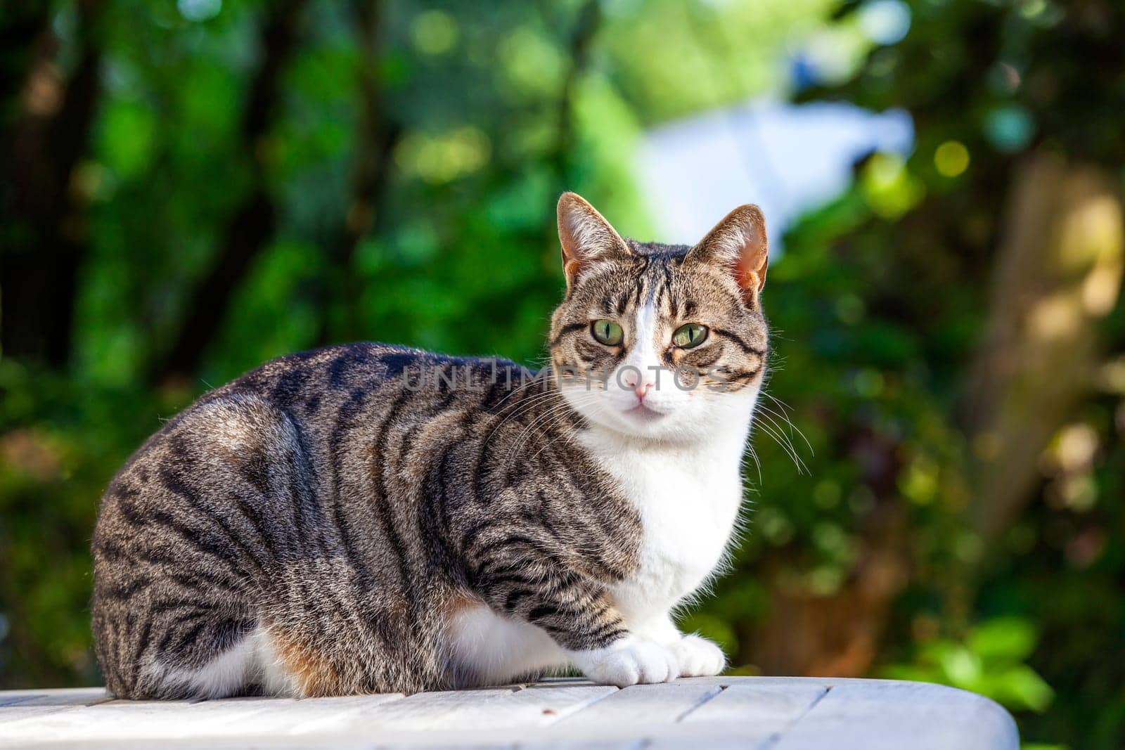 cute cat relaxing on a wooden table in the garden