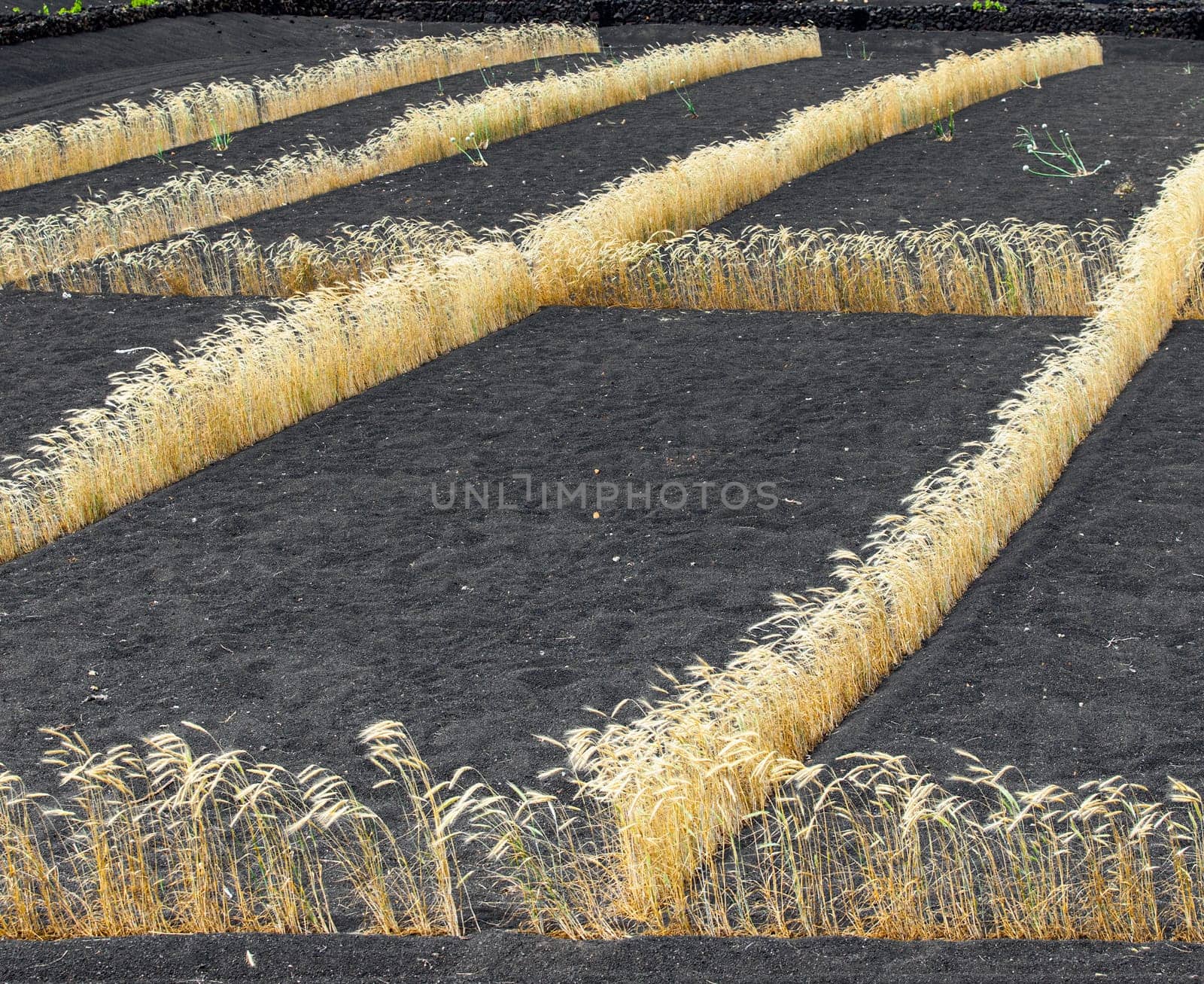 field on volcanic soil with golden row of corn in Lanzarote