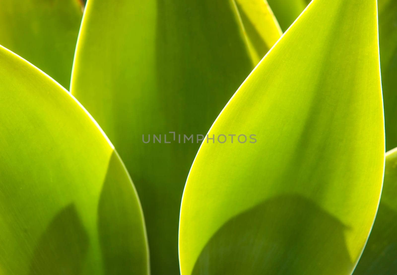 Agave plant in natural sunlight
