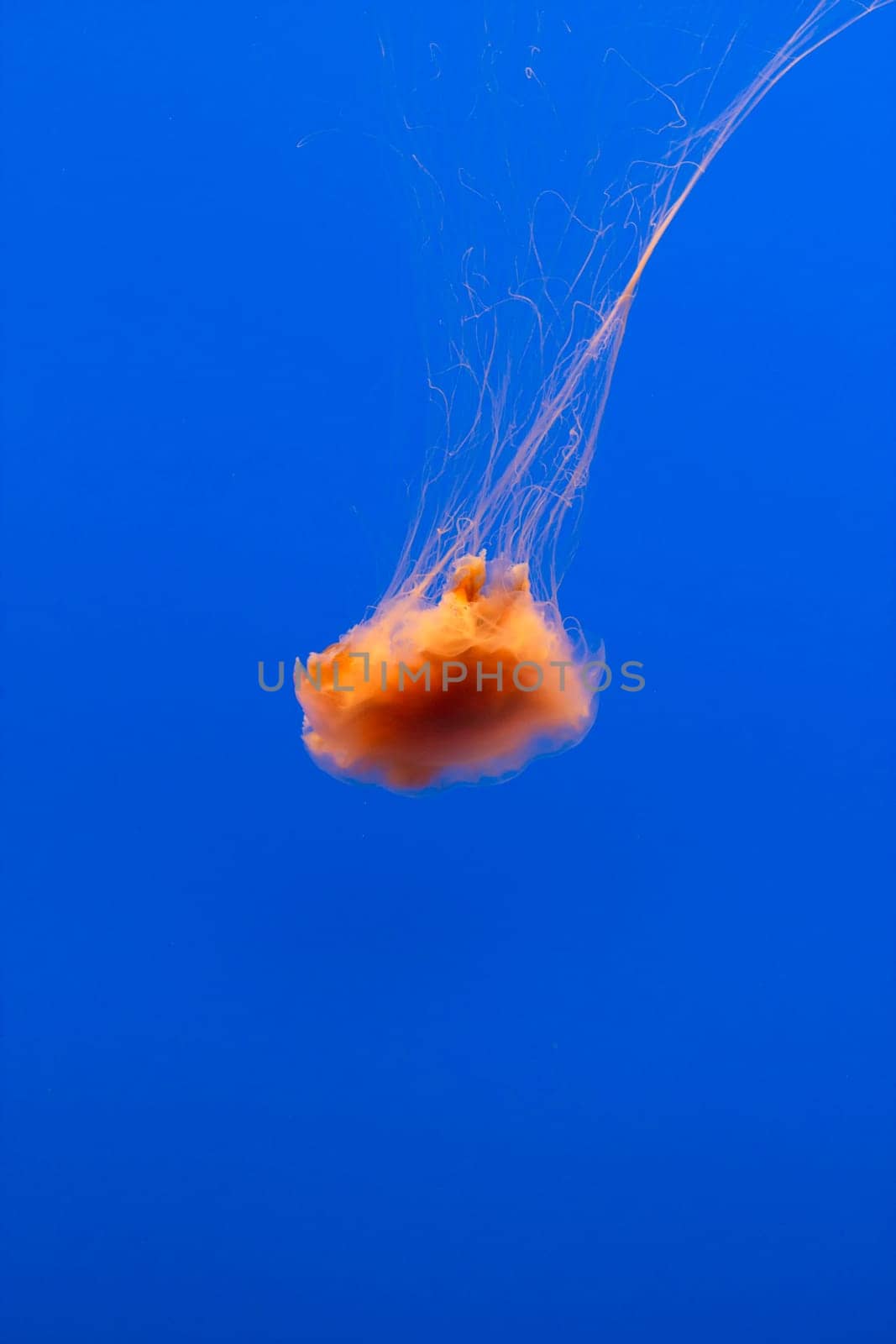 jelly fish in the blue sea