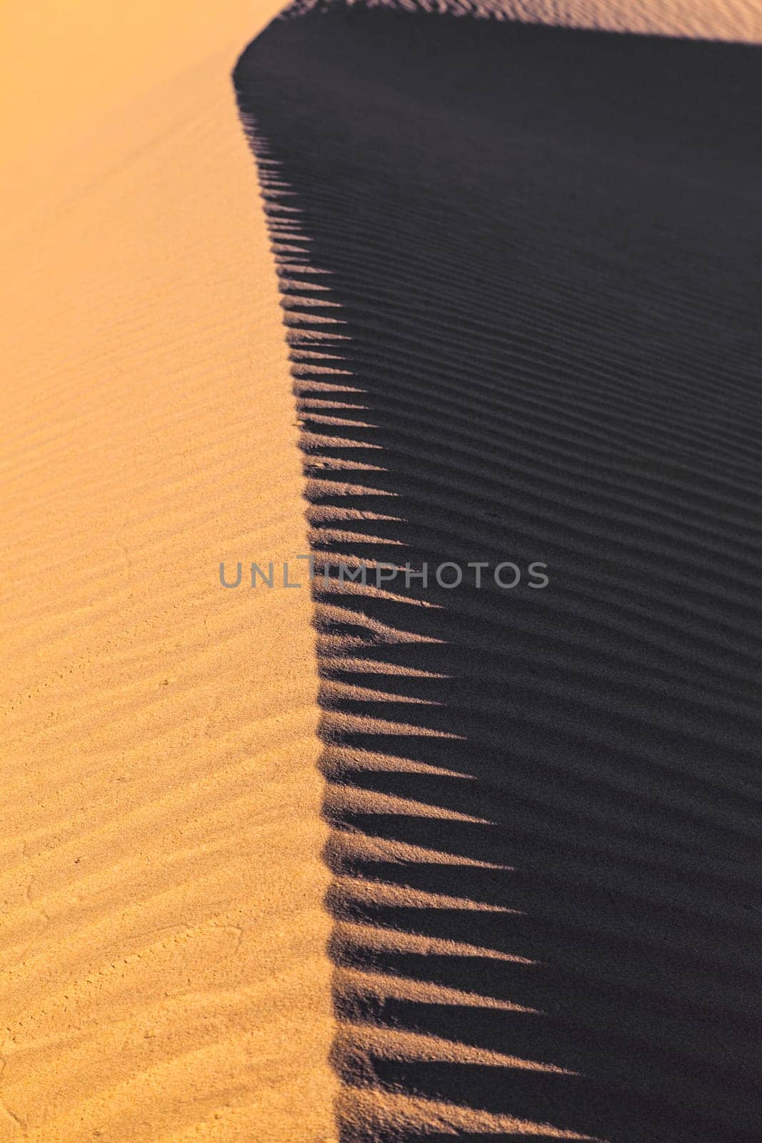 beautiful sand dune in sunrise in the desert