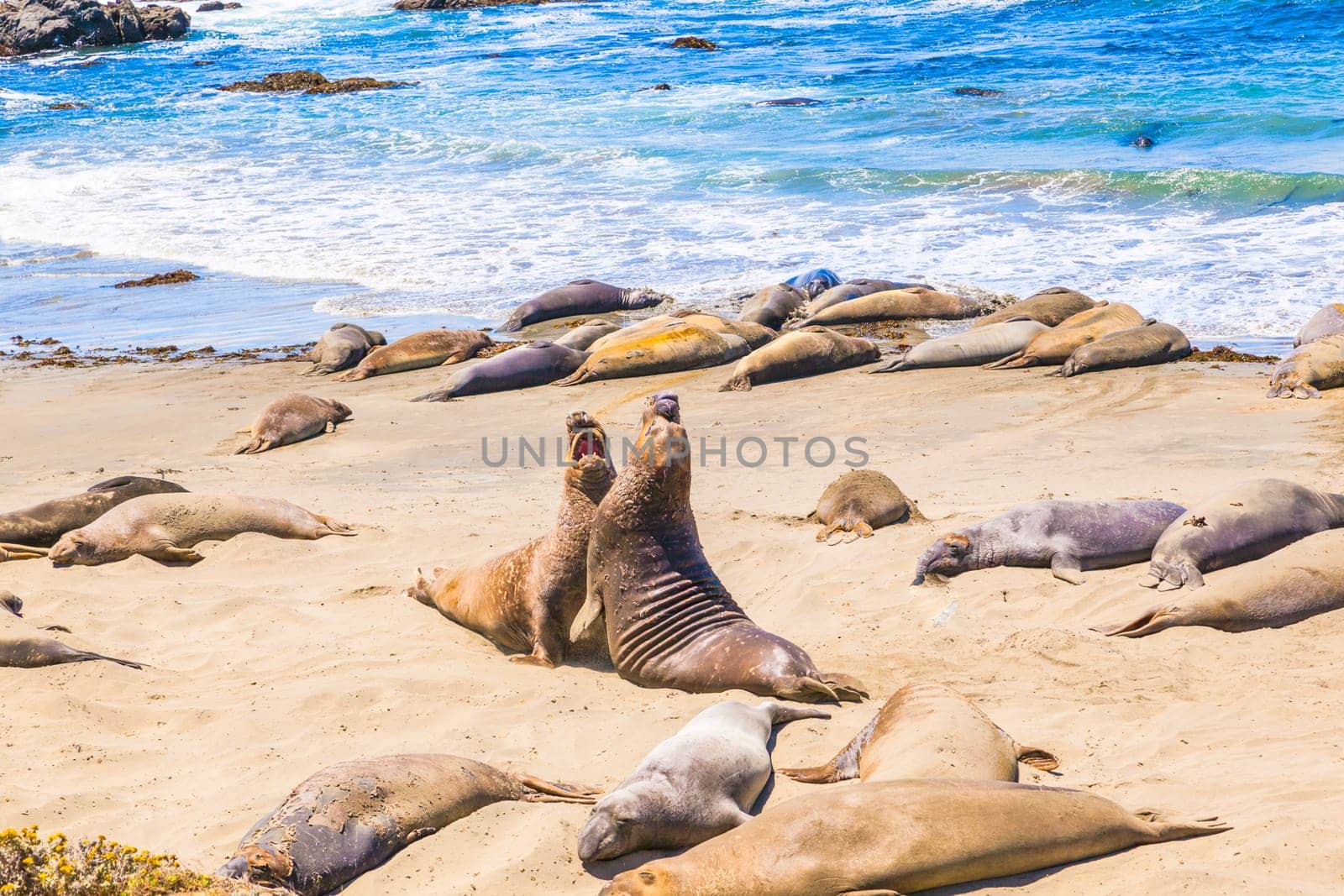 Sealions at the beach