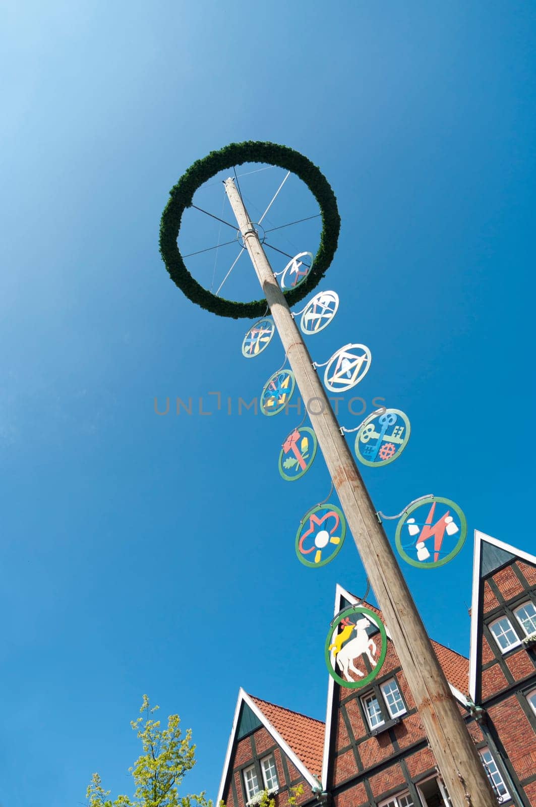 traditional bavarian maypole in Munster, Germany. In Germany and Austria the maypole (or Maibaum) is a tradition going back to the 16th century. It is a decorated tree or tree trunk that is usually erected either on 1 May  in Baden and Swabia - or on the