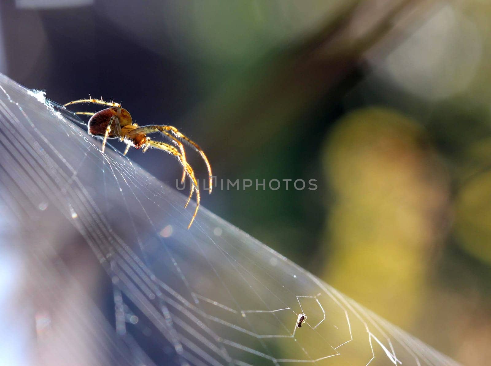 Autumn spider (Metellina segmentata) backlit