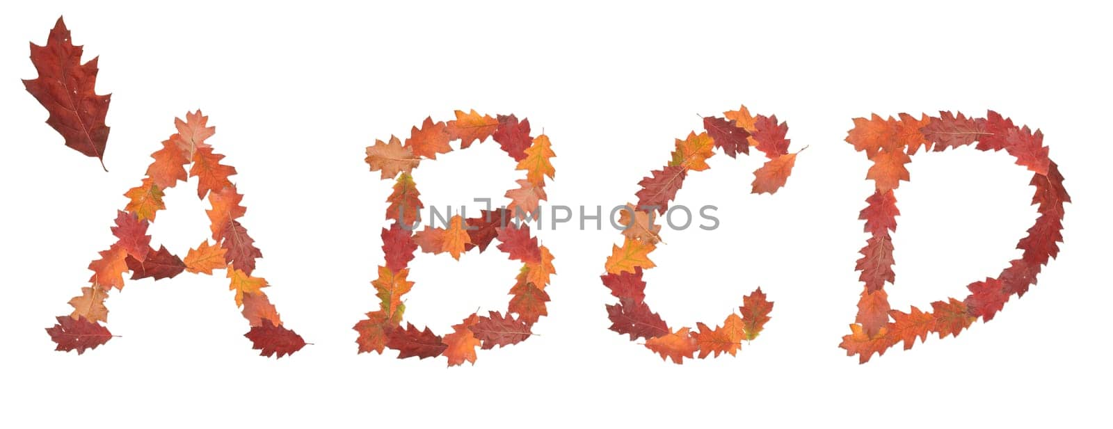 alphabet made of autumn leaves for education