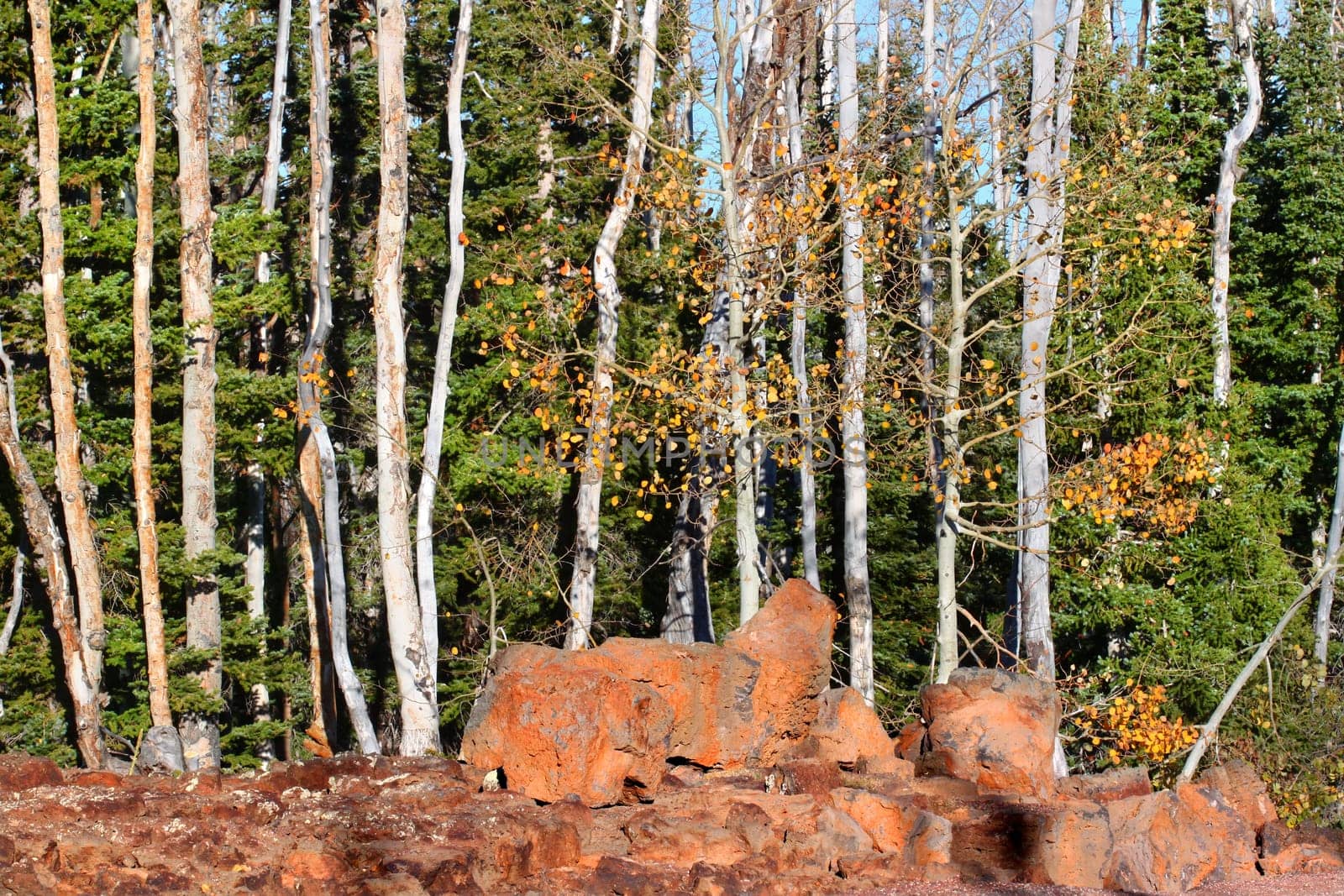 Aspen trees grow through a lava field in the Dixie National Forest of Utah.