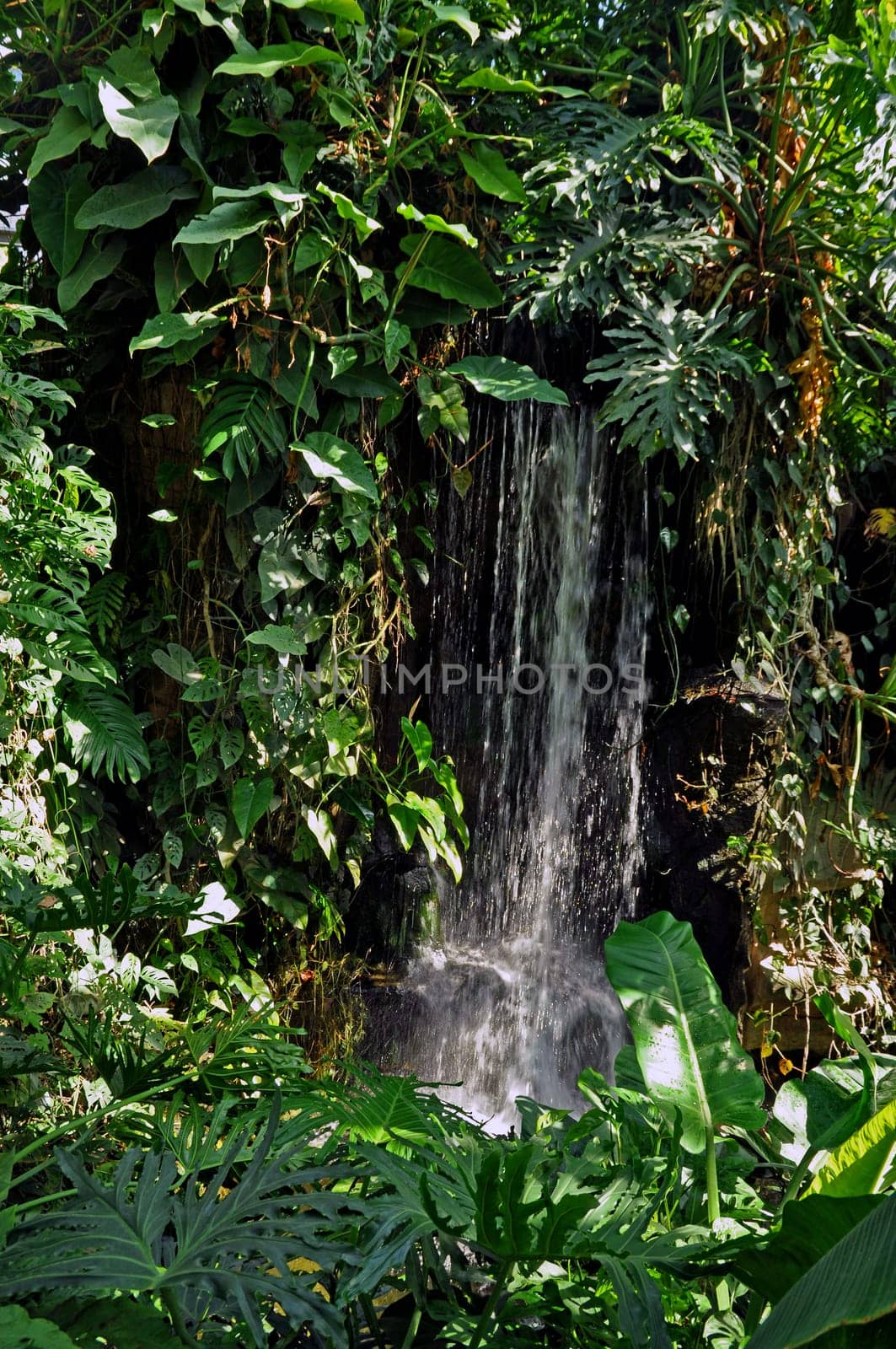 Tropical Waterfall