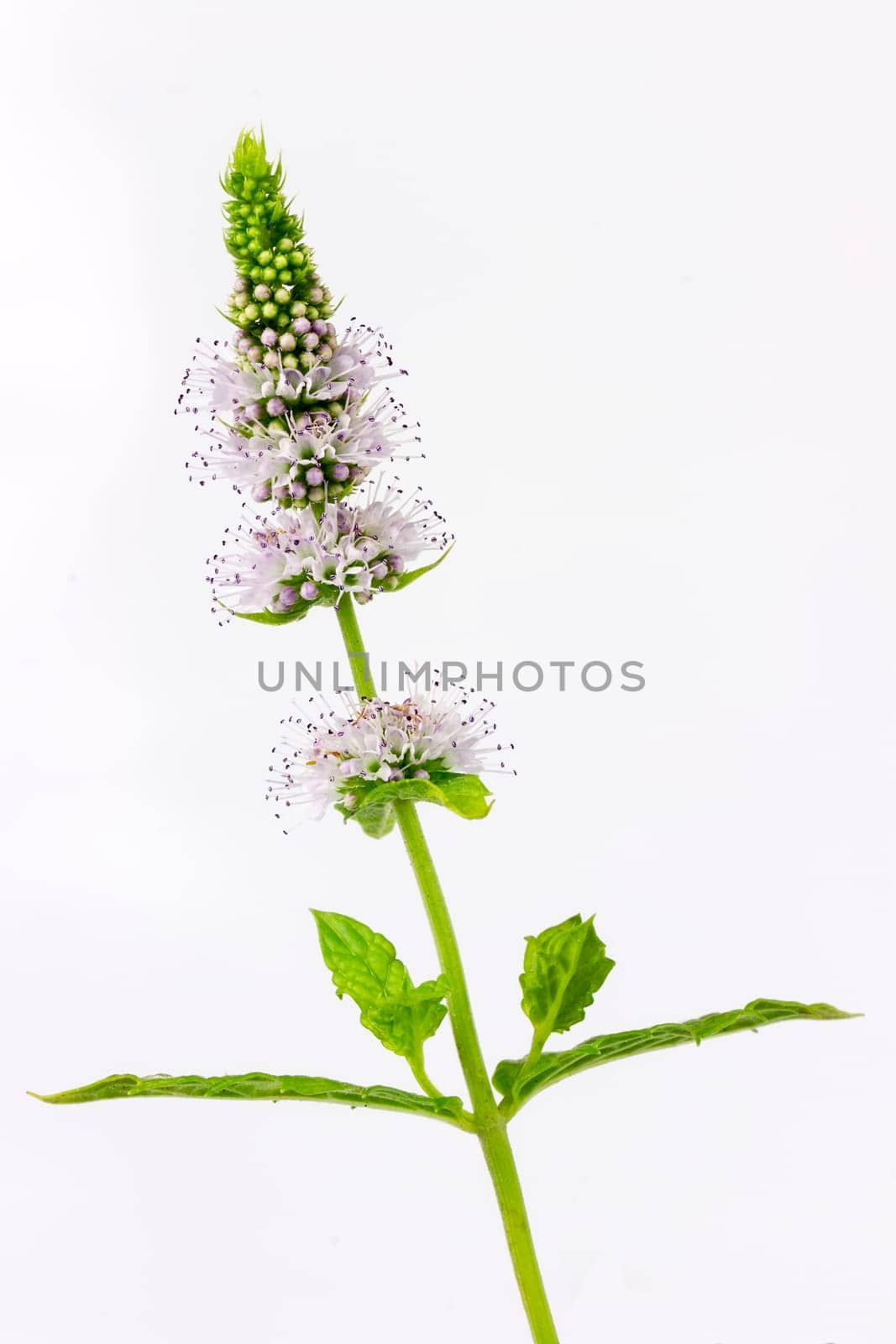 fresh mint with flowers, isolated on white