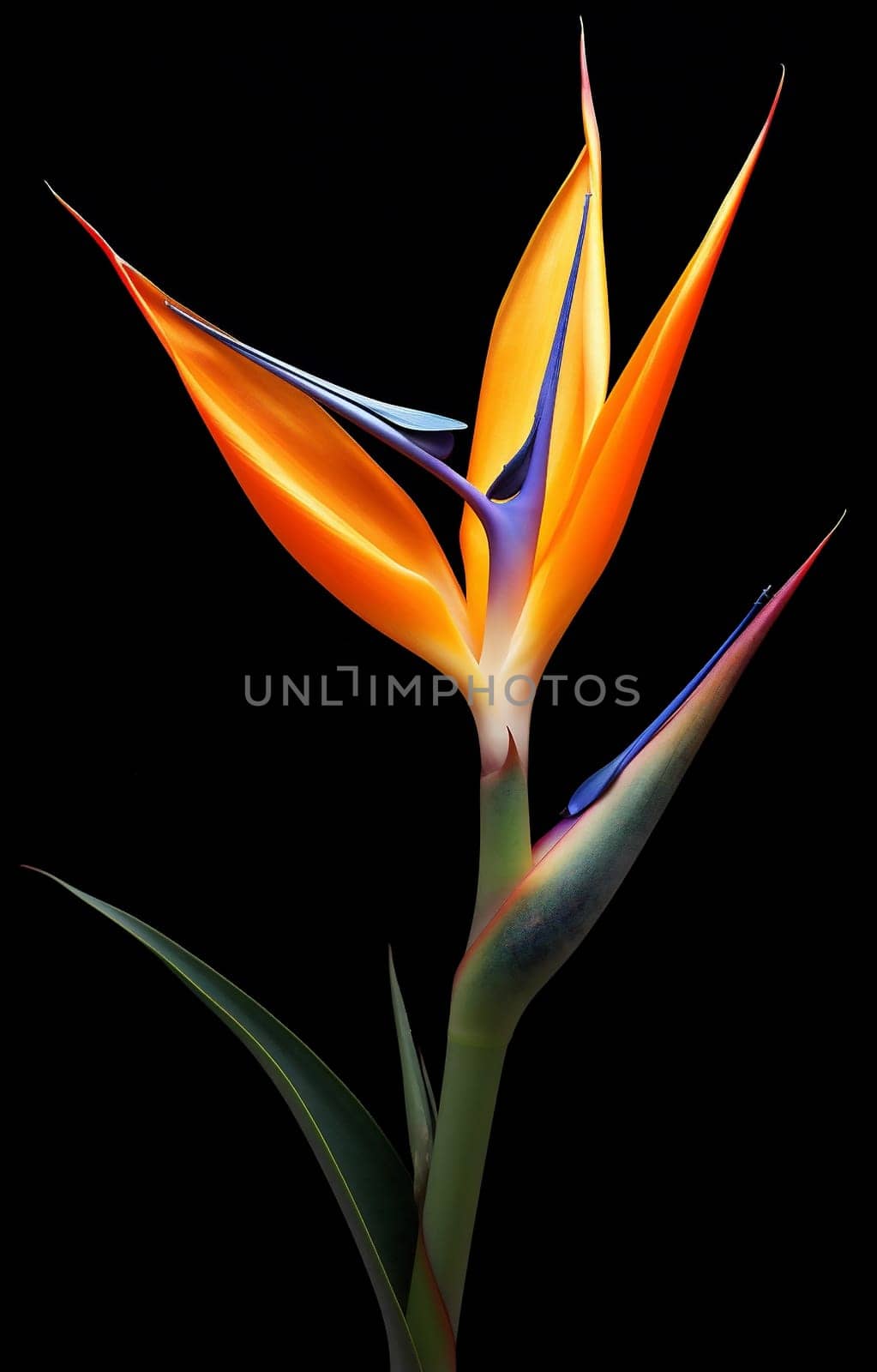 Nature flower flora plant bloom orange floral paradise tropic gardening blossom by Vichizh