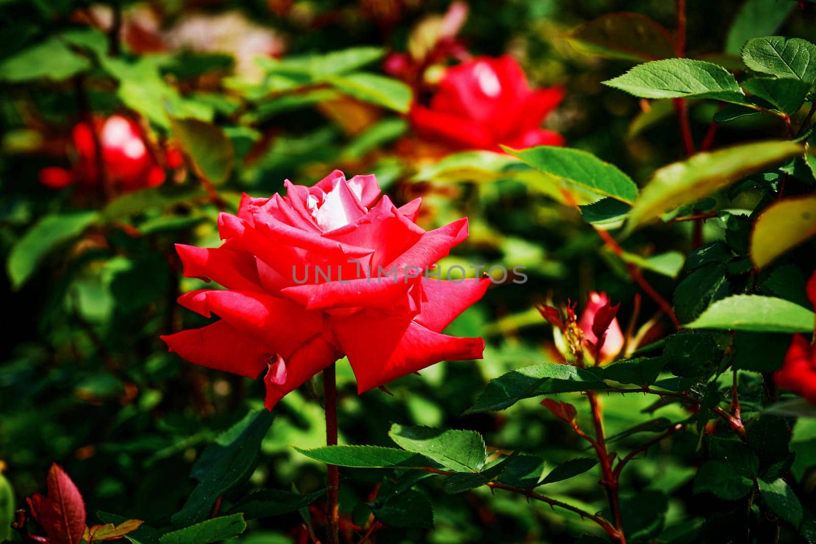 Bright red scarlet rose in green lush garden by jovani68