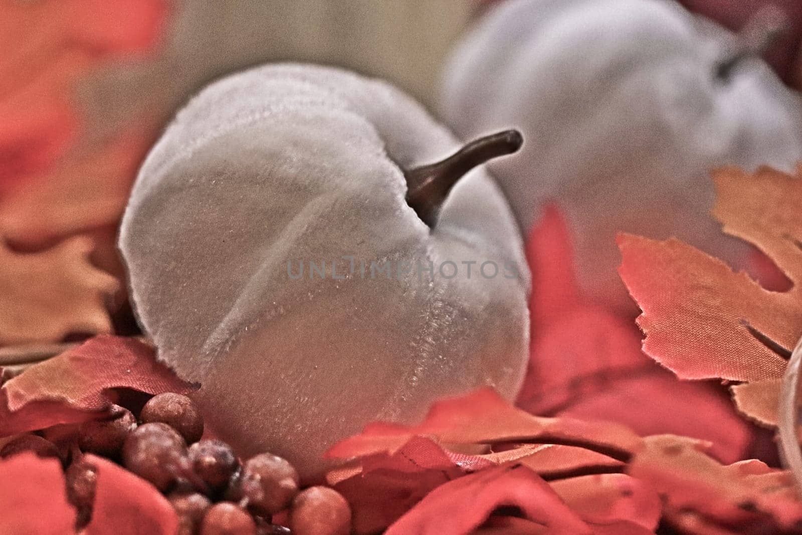 HDR photo of white Pumpkins on leafs. High quality photo