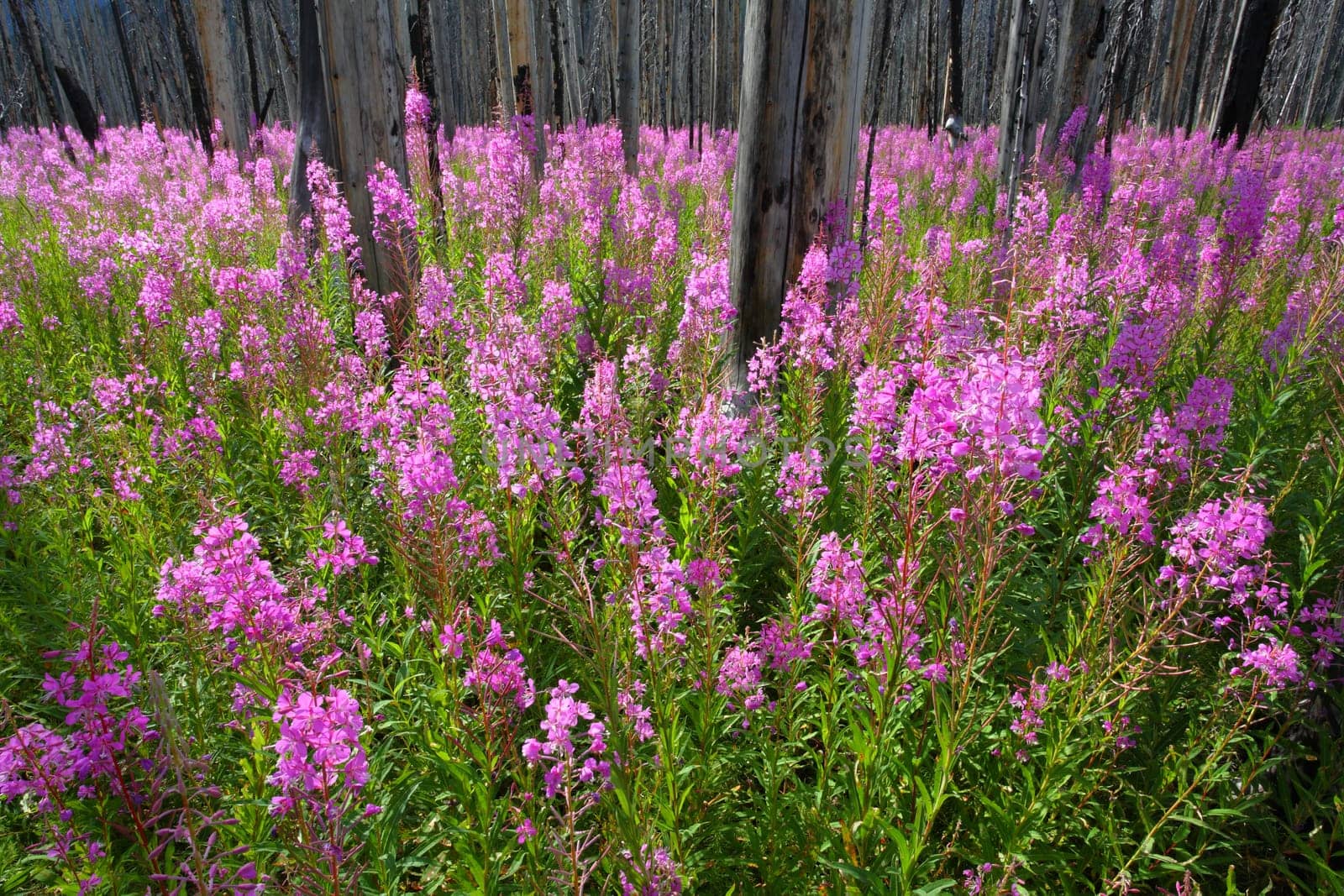 Profusion of bright pink Fireweed wildflowers in a burnt forest