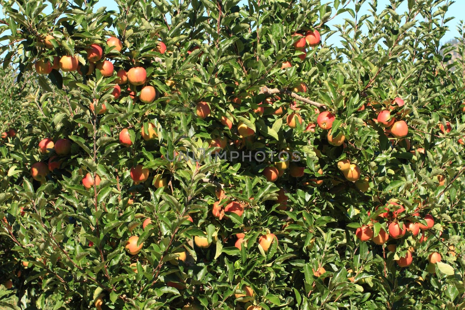 Ripe fruit in apple orchard