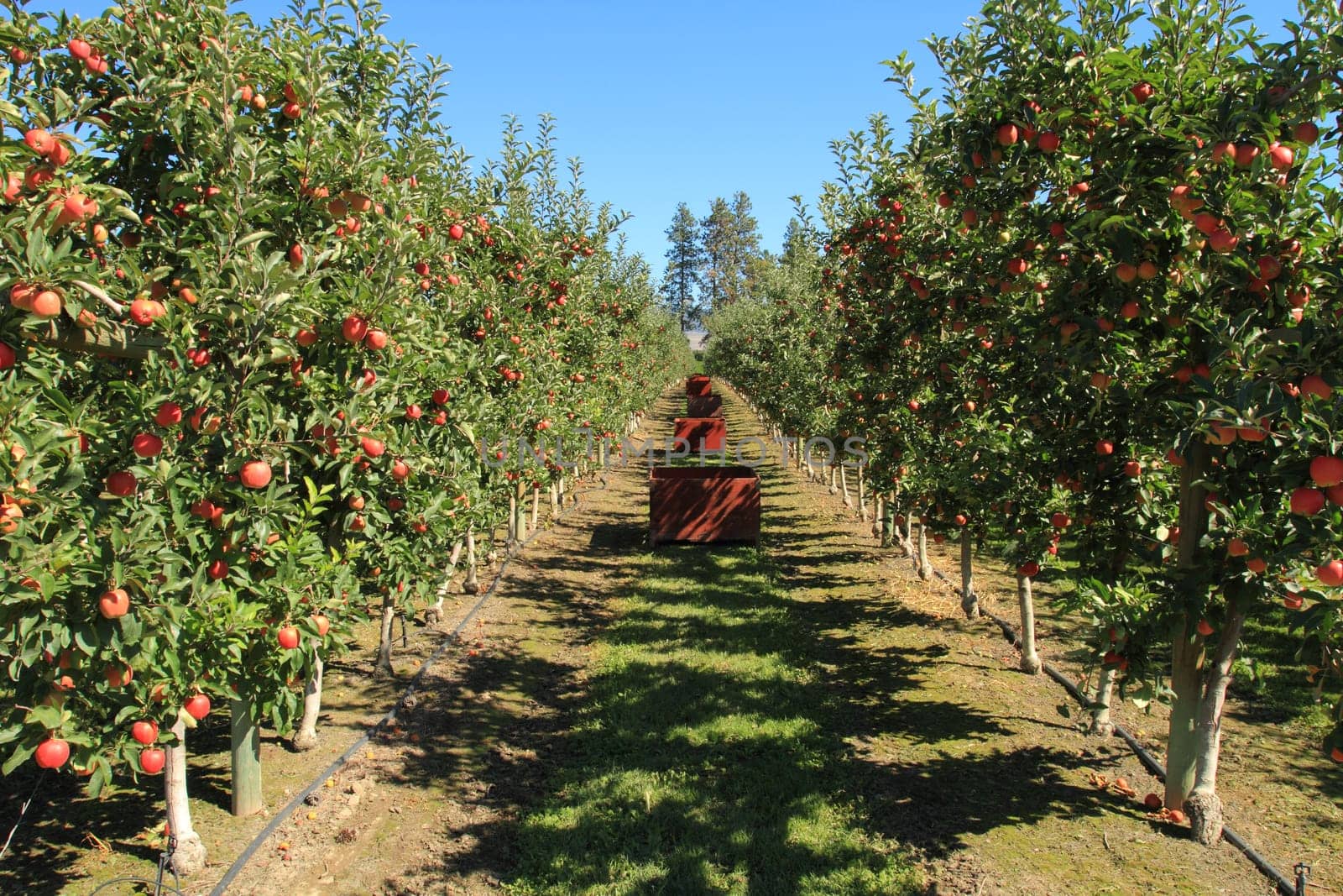 Fruit ripe for the picking in an apple orchard
